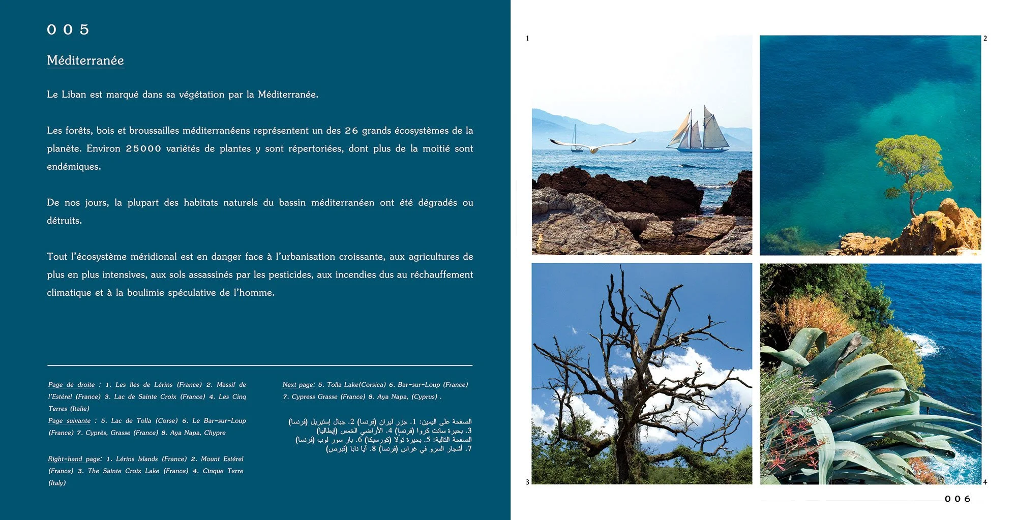 Forets-du-liban-2.jpg