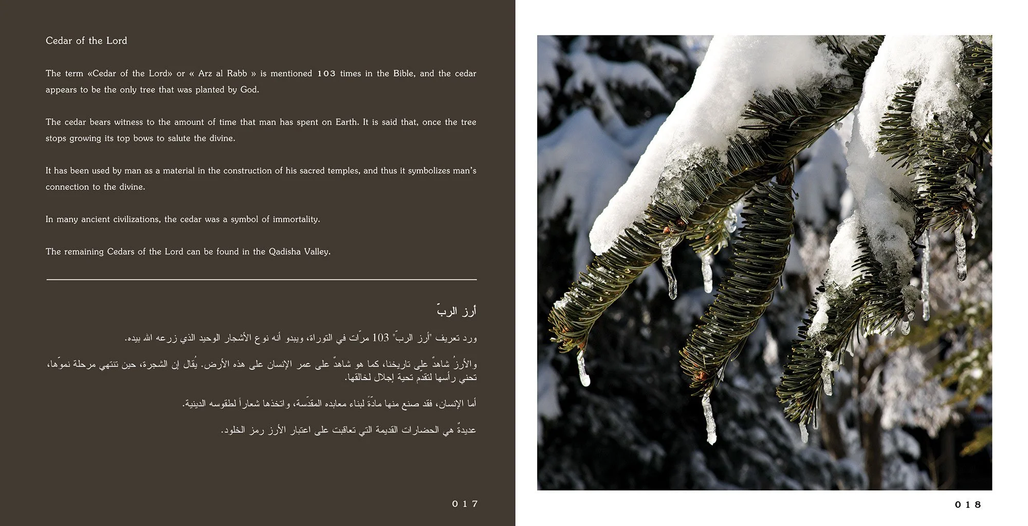 Forets-du-liban-4.jpg