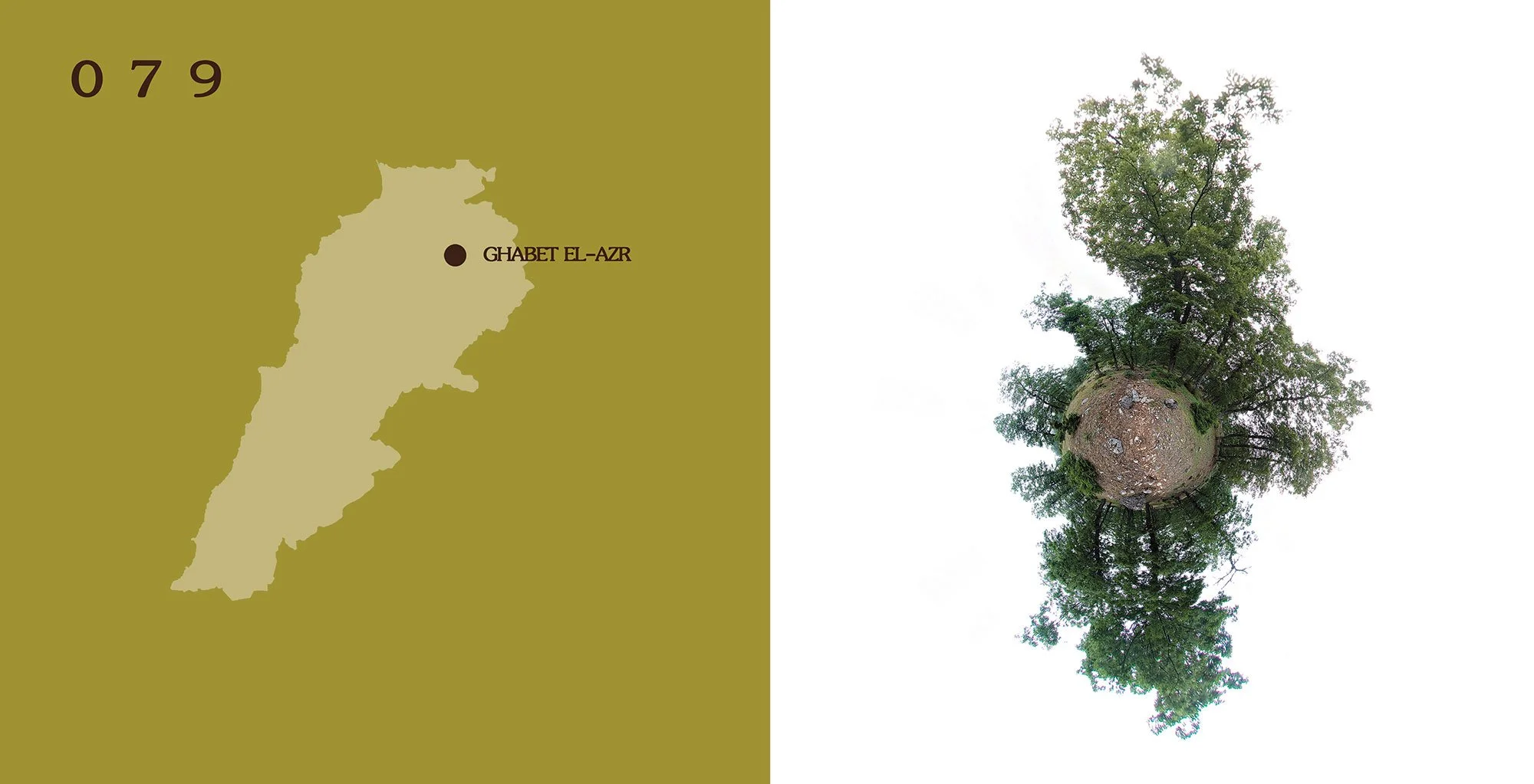 Forets-du-liban-6.jpg