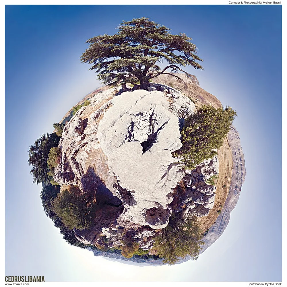 CEDRUS-LIBANIA-tannourine.jpg