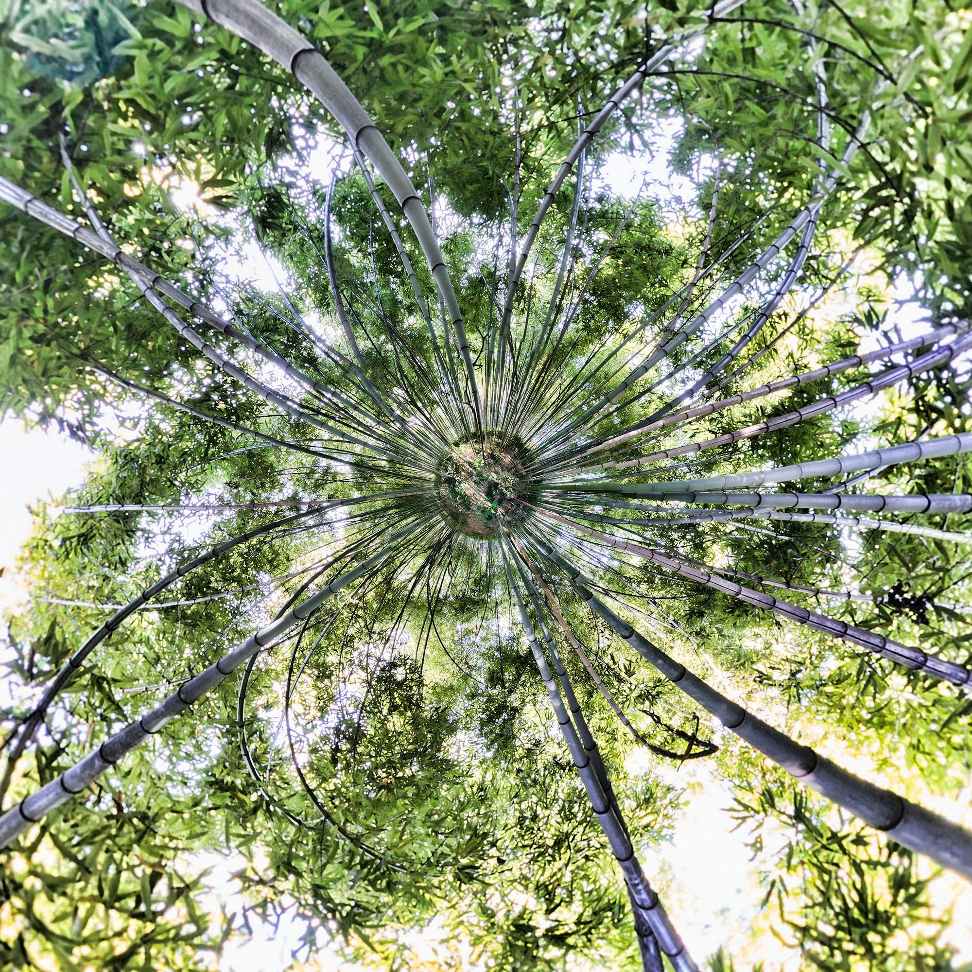 La Bambouseraie, Montpellier