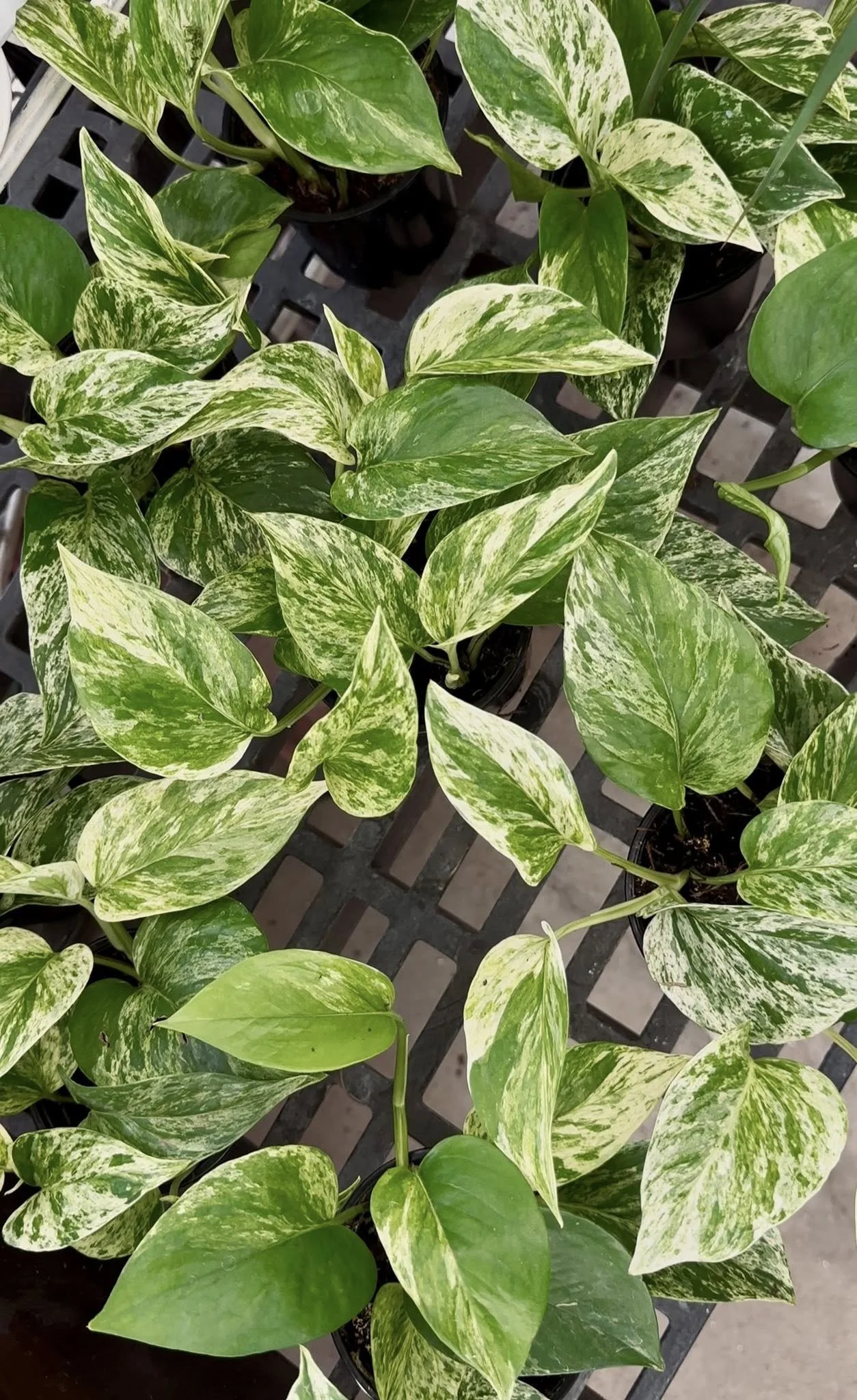 Variegated pothos plants with green and white leaves in black pots on a lattice surface.