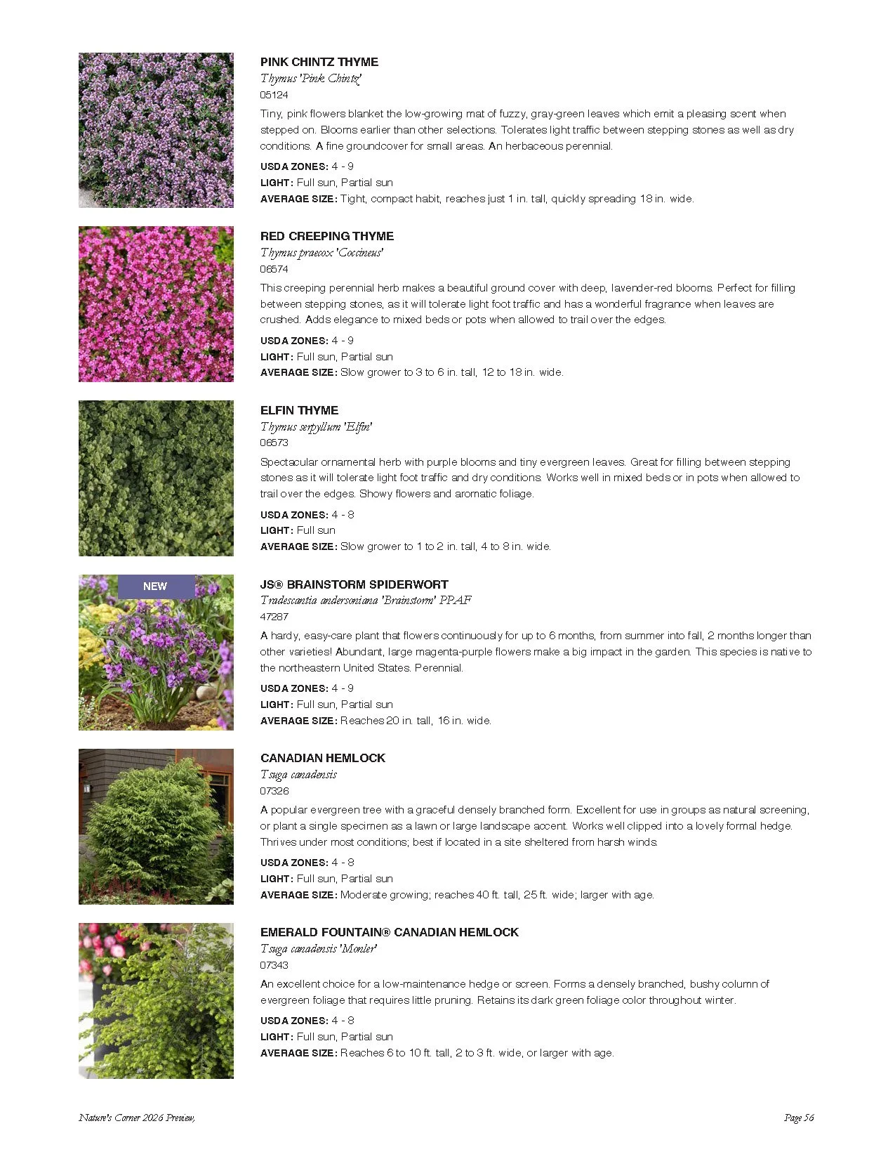 Page from a plant catalog featuring types of thyme, spiderwort, Canadian hemock, and Canadian hemlock with images and descriptions.