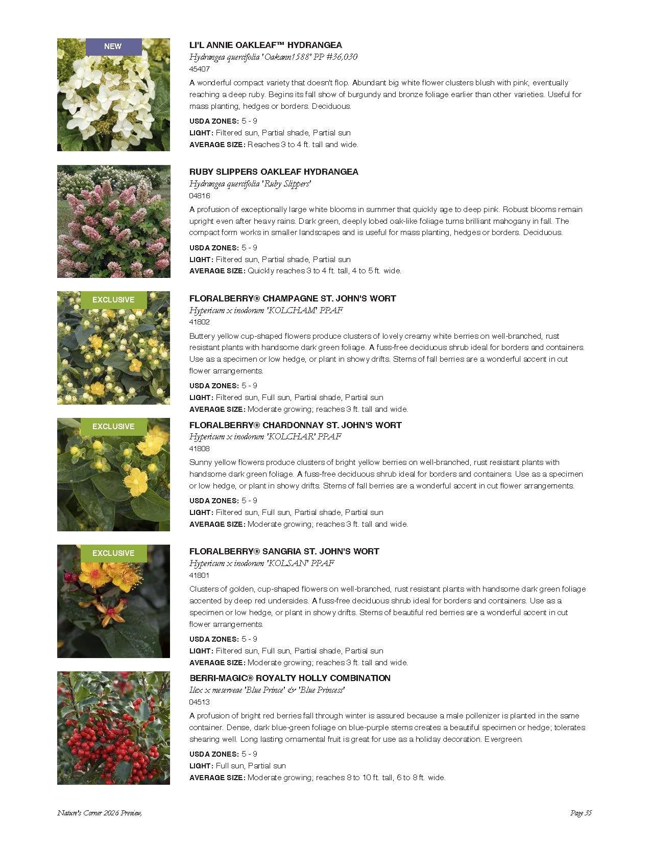 Image page from a plant catalog featuring various flowering plants, including Hydrangea, Hypericum, and holly, with descriptions and care details.