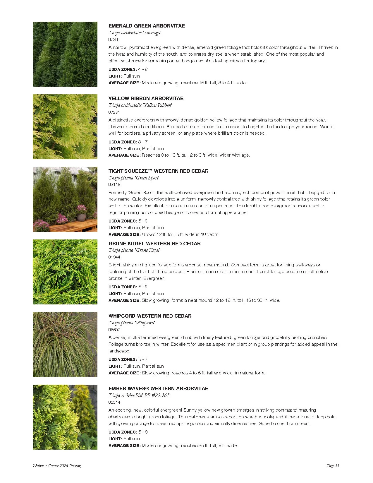Text and images of various evergreen plants and shrubs on a page, including descriptions and USDA zones.