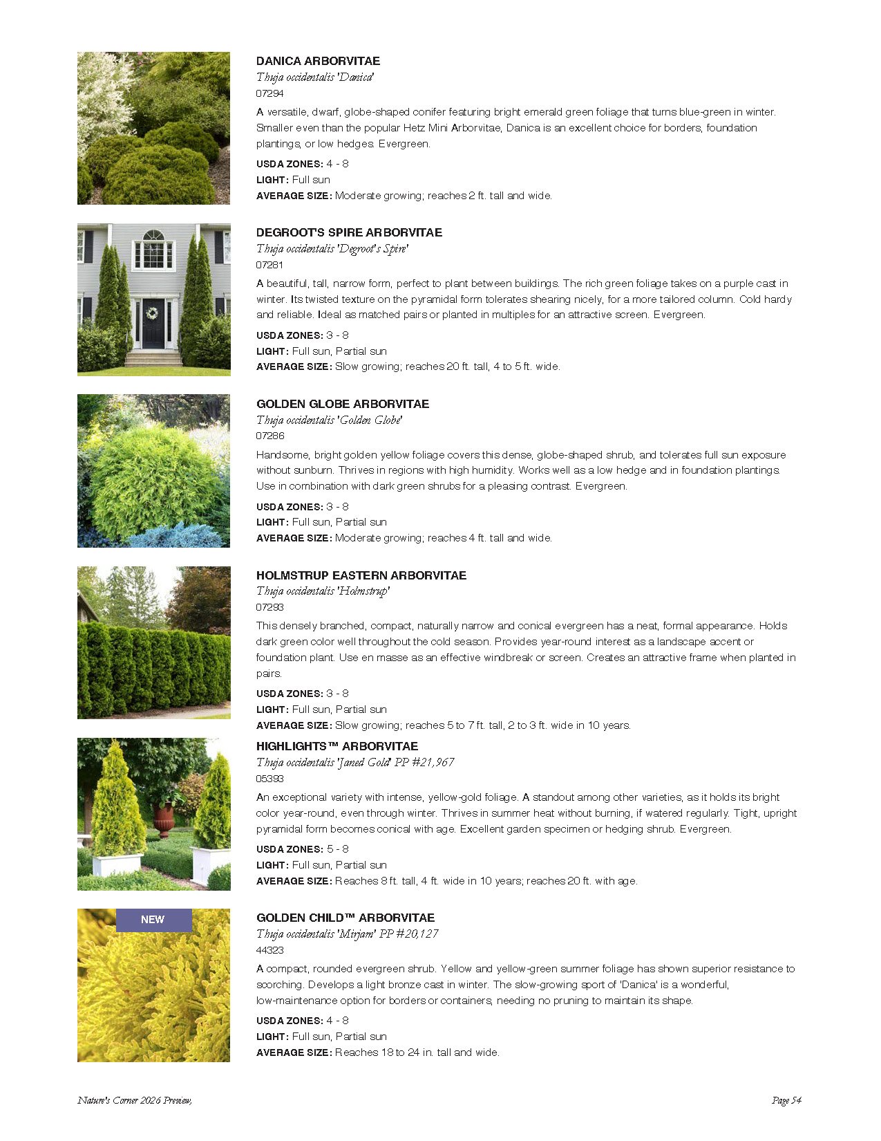 Catalog page displaying six different types of conifer plants with descriptions and images, including Evergreen, Arborvitae, Holly, and Juniper varieties.