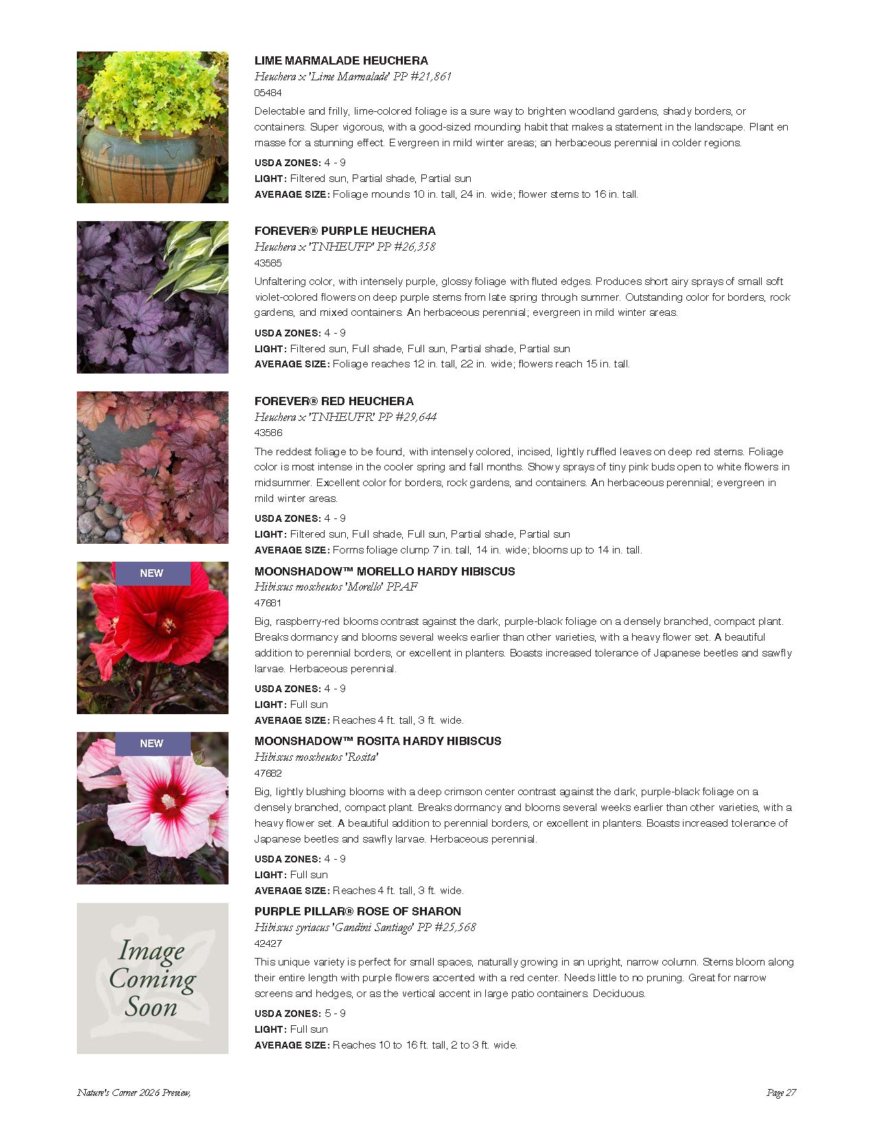 Catalog page with images and descriptions of various flowering plants including lime marmalade heuchera, forever purple heuchera, forever red heuchera, moonshadow morello hardy hibiscus, moonshadow rosita hardy hibiscus, and purple pillar rose of sha