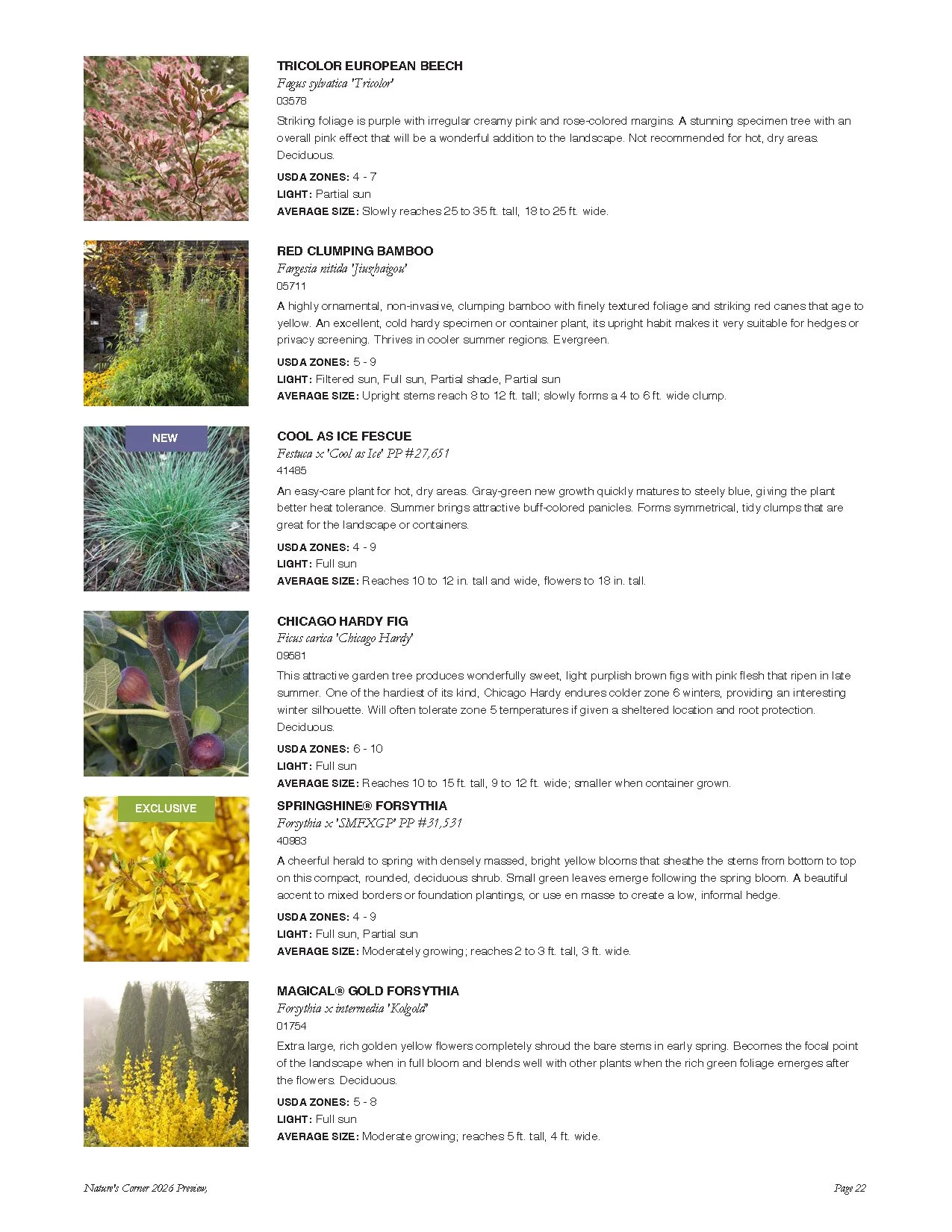A catalog page featuring various plants and trees, including Tricolor European Beech, Red Clumping Bamboo, Cool as Ice Fescue, Chicago Hardy Fig, Springshine Forsythia, and Magical Gold Forsythia, with descriptions and images of each.