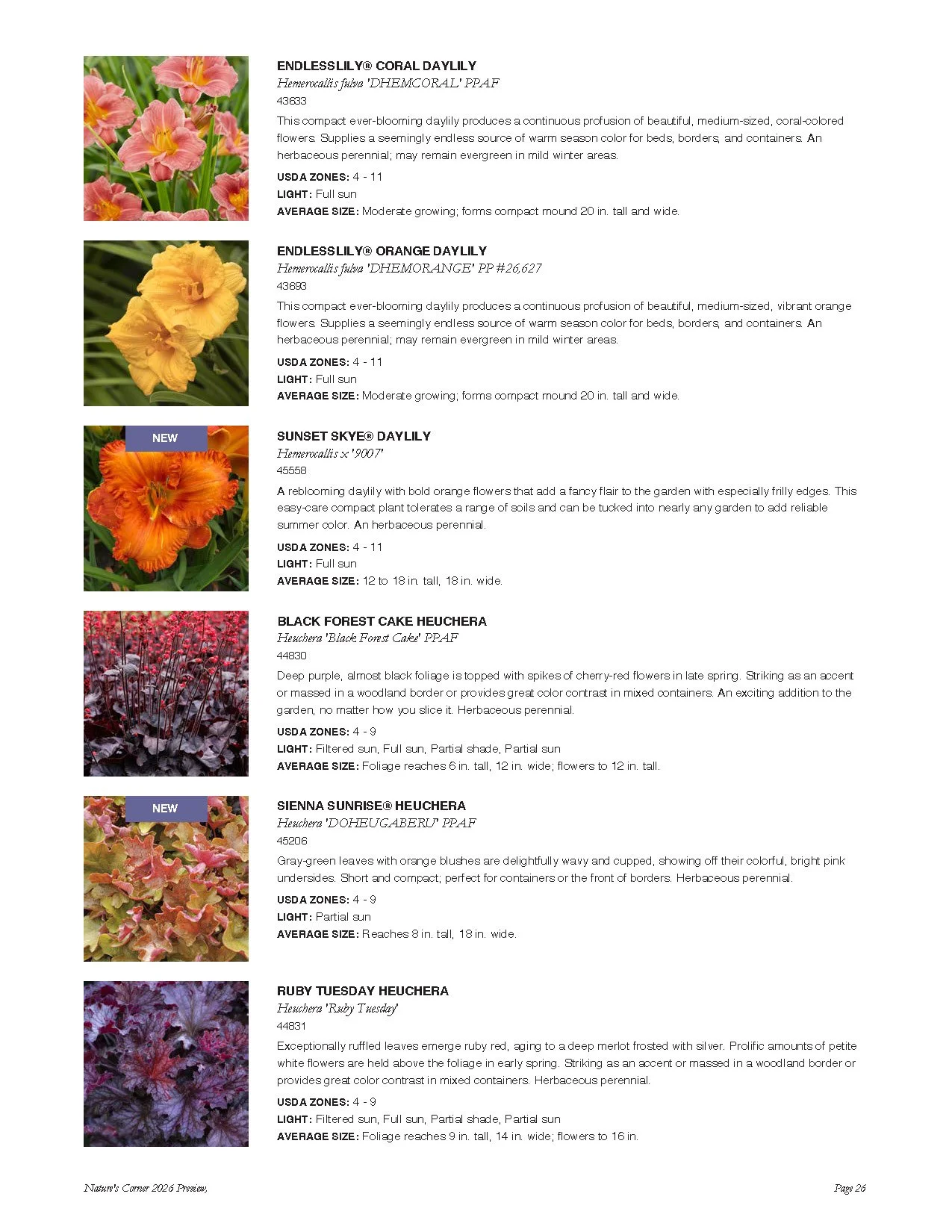 Page from a plant catalog featuring various daylilies and related flowers, with descriptions and images of different varieties including Endless Lily Coral Daylily, Endless Lily Orange Daylily, Sunset Skye Daylily, Black Forest Cake Heuchera, Sienna 