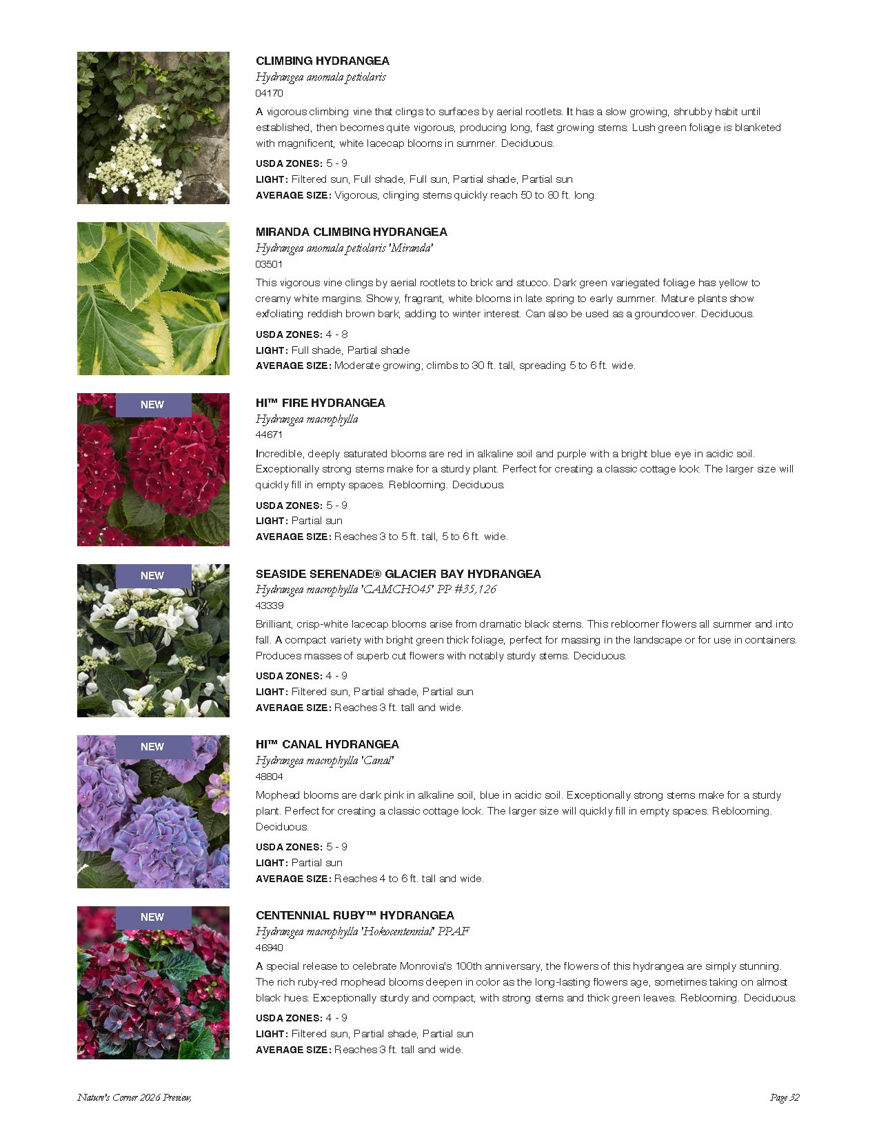 A catalog page displaying various hydrangea plant varieties with descriptions and images, including Climbing Hydrangea, Miranda Climbing Hydrangea, Hi™ Fire Hydrangea, Seaside Serenade® Glacier Bay Hydrangea, Hi™ Canal Hydrangea, and Centennial Ruby™