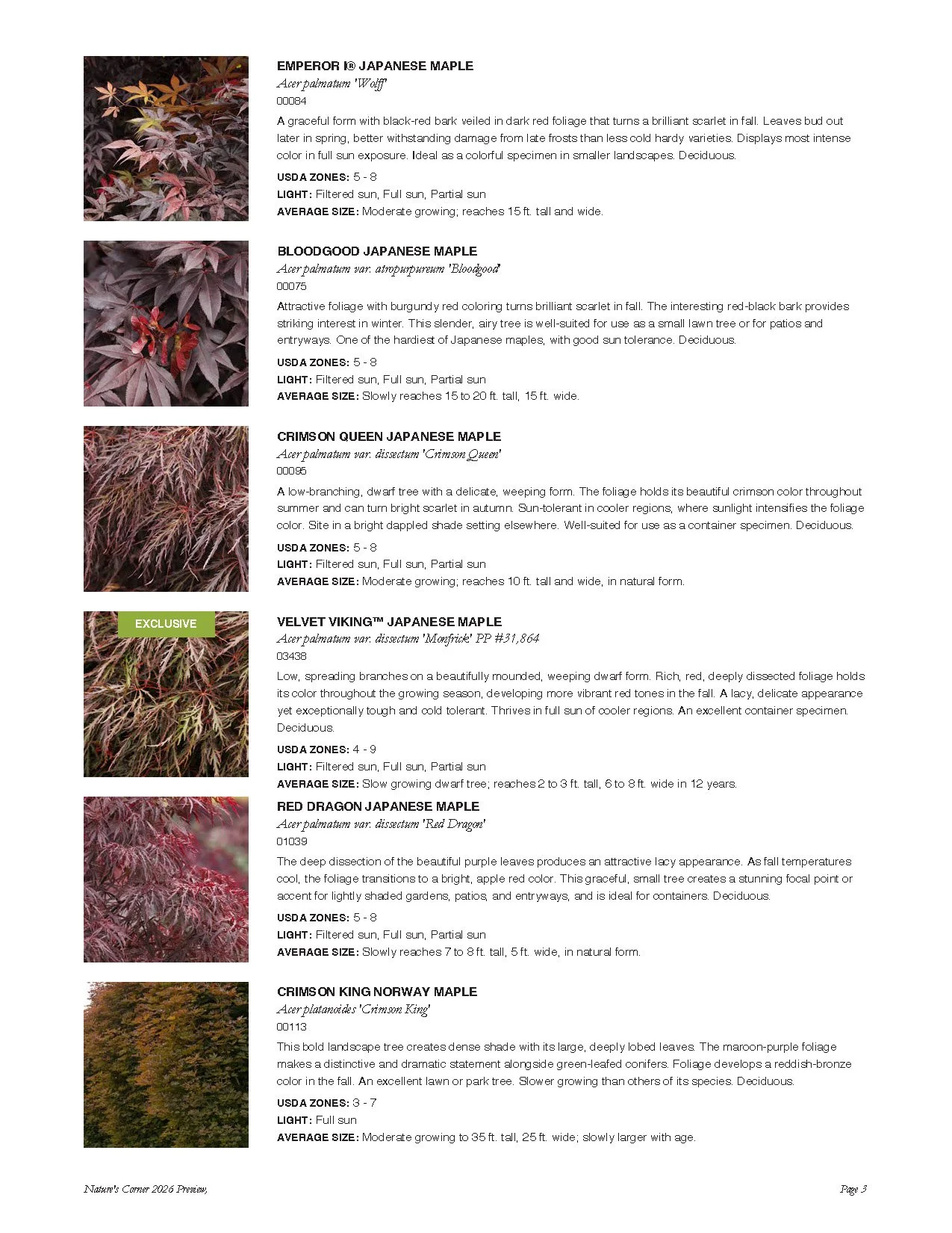 A catalog page displaying six different Japanese maple tree varieties with photos and descriptions.