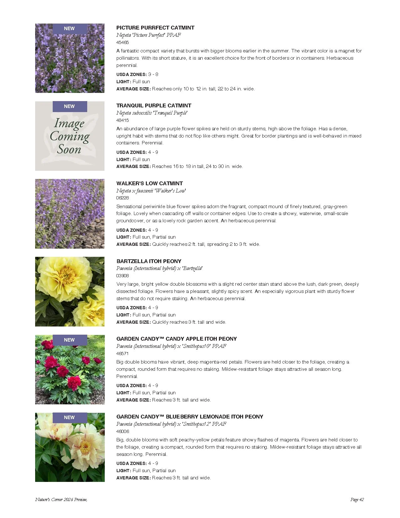 A catalog page displaying different varieties of perennial flowers with descriptions, USDA zones, light requirements, and average sizes. The flowers include purple, yellow, pink, and white blooms.