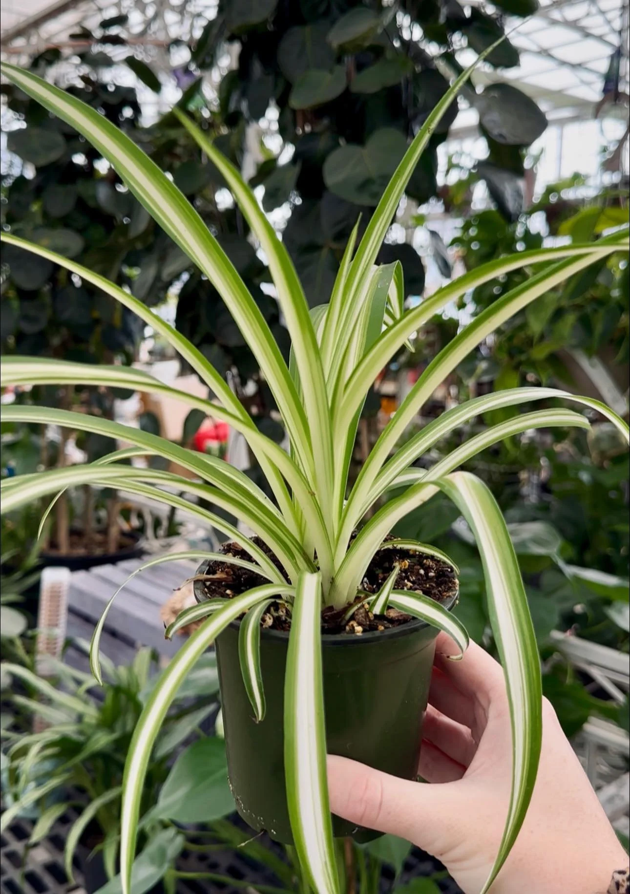A person holding a small pot with a healthy, striped green and white variegated spider plant in a greenhouse or plant store.