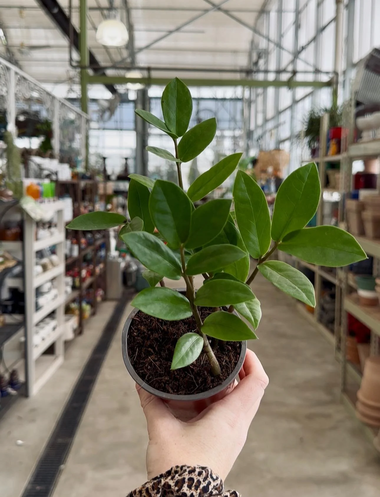 Hand holding a potted green leafy plant inside a greenhouse or garden center.