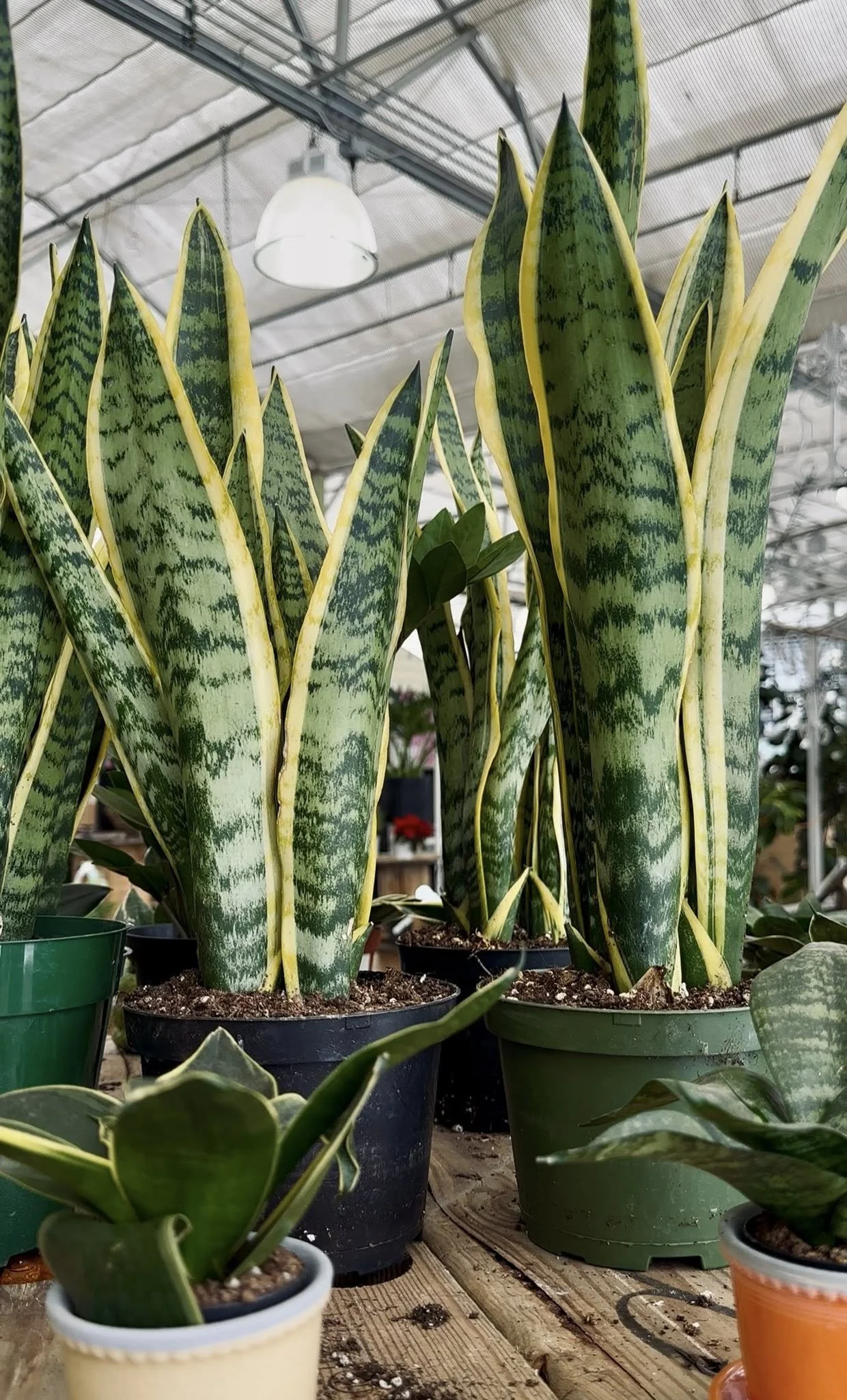 Close-up of snake plants in pots inside a greenhouse with a ceiling light, wooden table, and other plants in background.