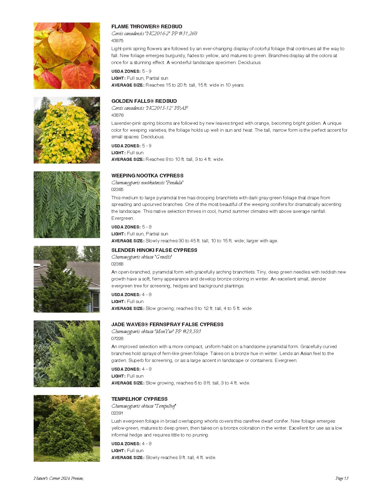 Page from a plant catalog listing various conifer plants with their descriptions and images, including flame thrower redbud, golden falls redbud, weeping nootka cypress, slender Hinoki false cypress, jade waves fernspray false cypress, and Tempelhof 