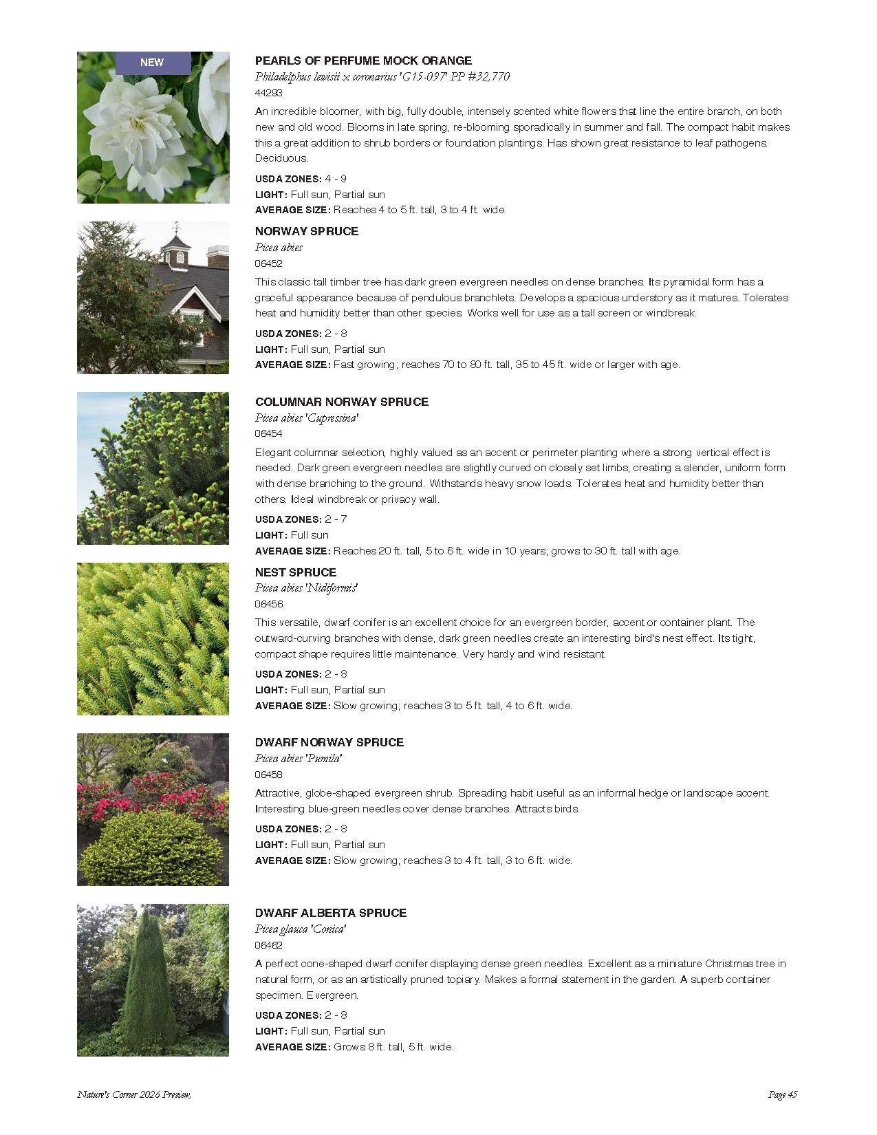 A catalog page displaying different types of Norway spruce and dwarf spruce trees, including illustrations and descriptions of each variety.