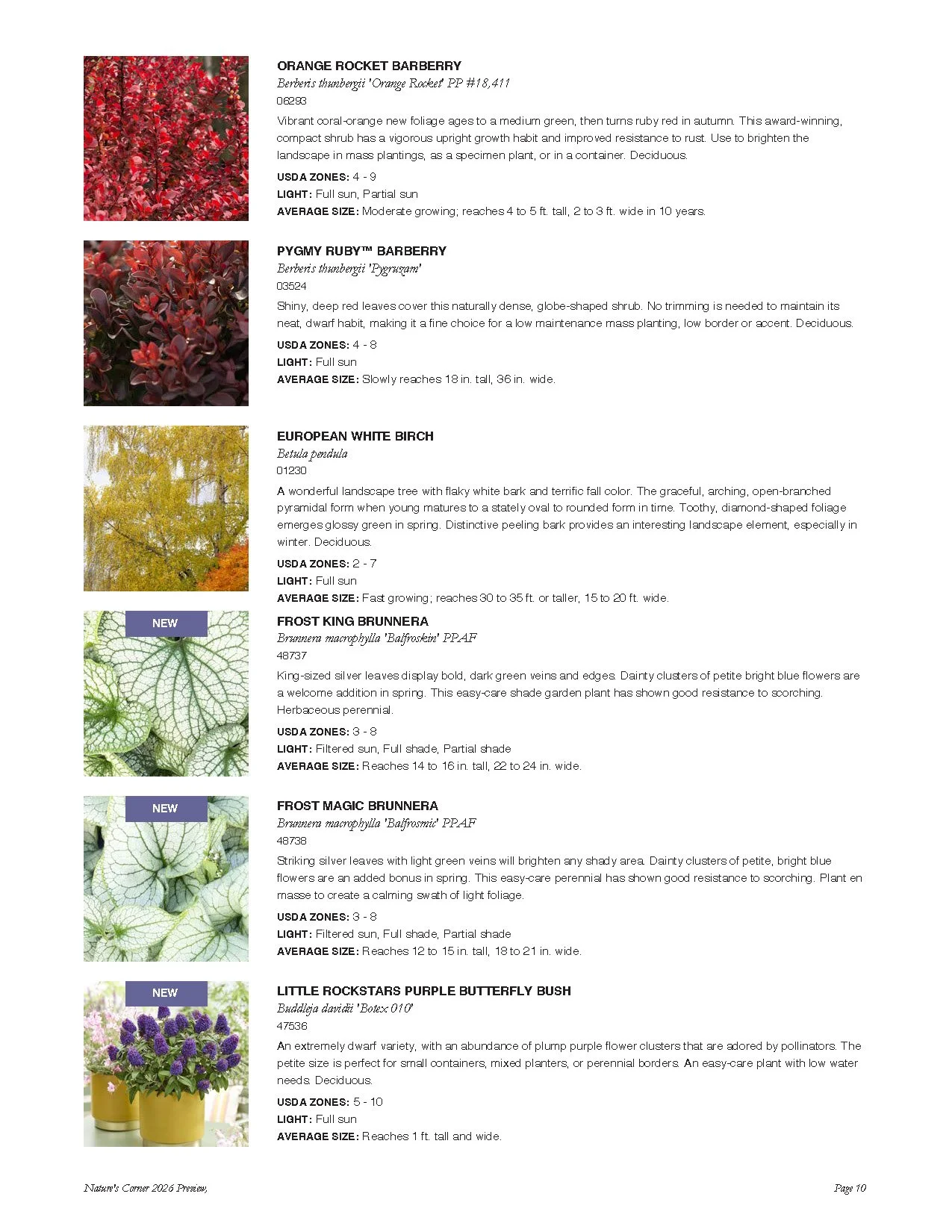 Page from a plant catalog showcasing various plants, including orange rocket barberry, pygmy ruby barberry, European white birch, frost king brunnera, frost magic brunnera, and little rockstars purple butterfly bush, with descriptions and images.