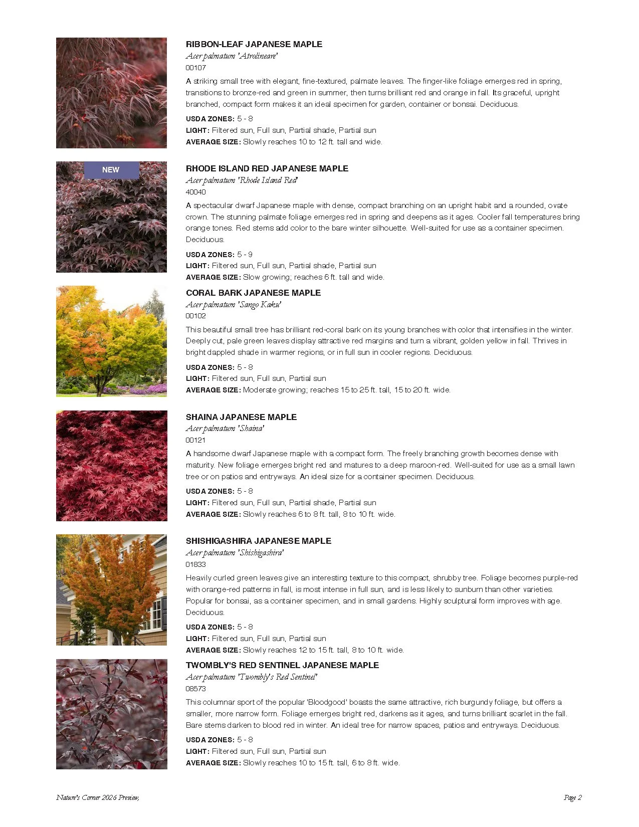 Page from a plant catalog showing different varieties of Japanese maple trees with descriptions and images.