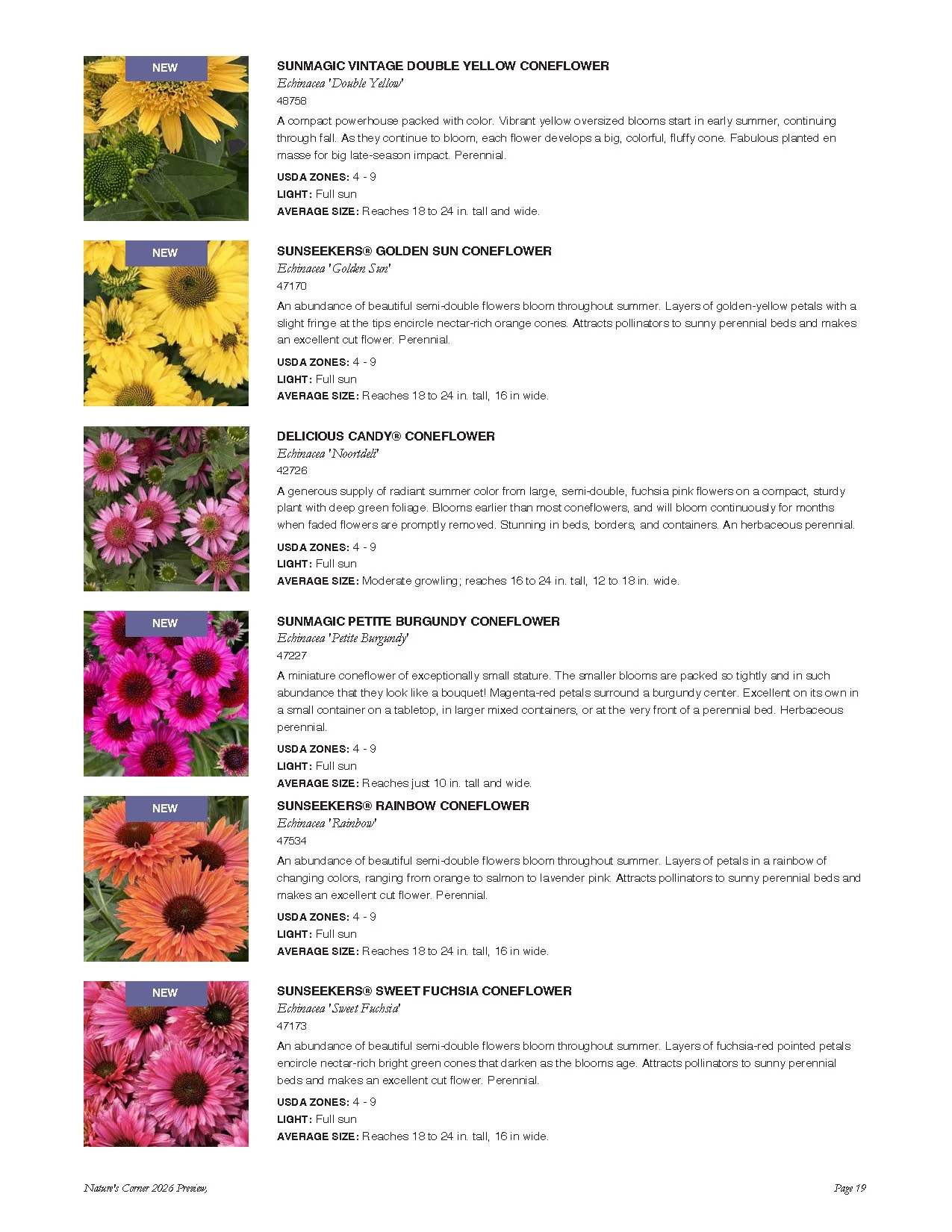 Page from a plant catalog showcasing various coneflowers, including SunMagic Vintage Double Yellow Coneflower, SunSeekers Golden Sun Coneflower, Delicious Candy Coneflower, SunMagic Petite Burgundy Coneflower, SunSeekers Rainbow Coneflower, and SunSe