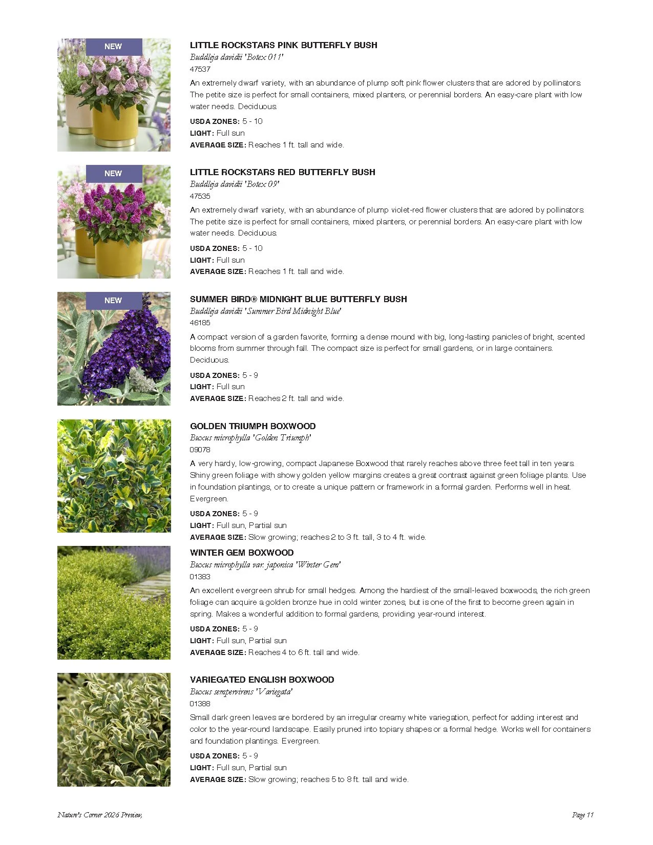 Page from a plant catalog showing various butterfly bushes and boxwoods with descriptions, USDA zones, light requirements, and sizes.