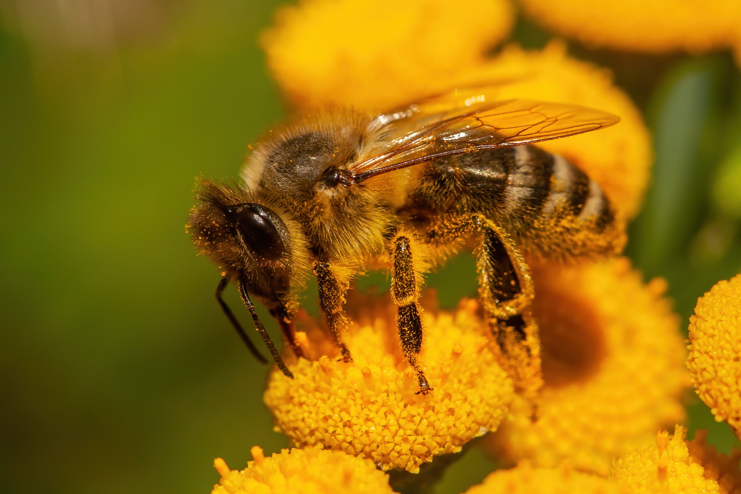 A close-up of a honey bee collecting pollen from bright yellow flowers.