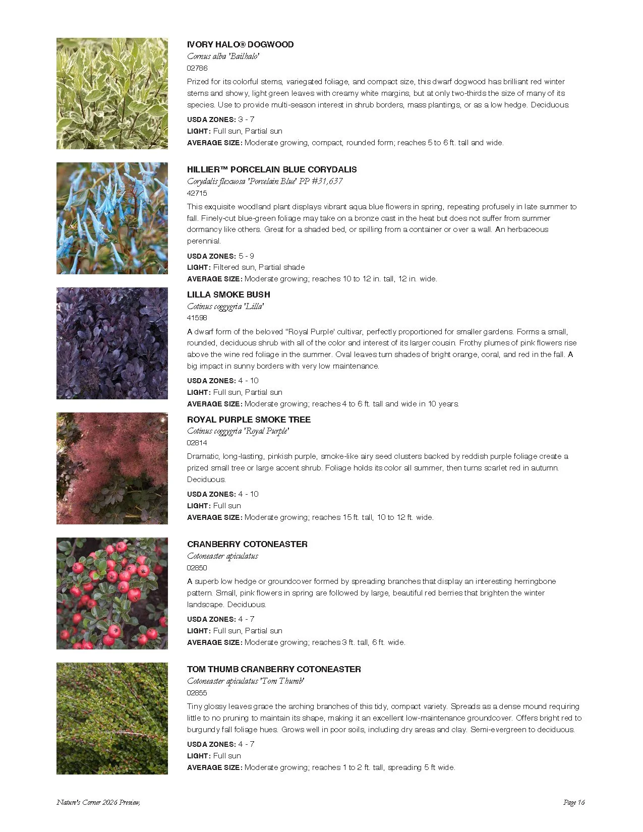 A page from a plant catalog displaying descriptions and images of various plants including Ivy Halo Dogwood, Hiller Porcelain Blue Corydalis, Lilla Smoke Bush, Royal Purple Smoke Tree, Cranberry Cotoneaster, and Tom Thumb Cranberry Cotoneaster.