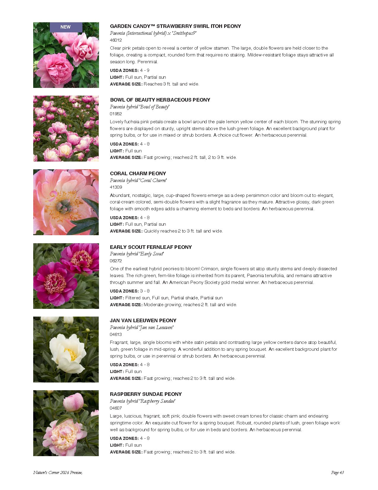 Selection of various peony flowers and descriptions, including Garden Candy Strawberry Swirl Itoh Peony, Bowl of Beauty Herbaceous Peony, Coral Charm Peony, Early Scout Fernleaf Peony, Jan Van Leeuwen Peony, and Raspberry Sundae Peony, with colorful 