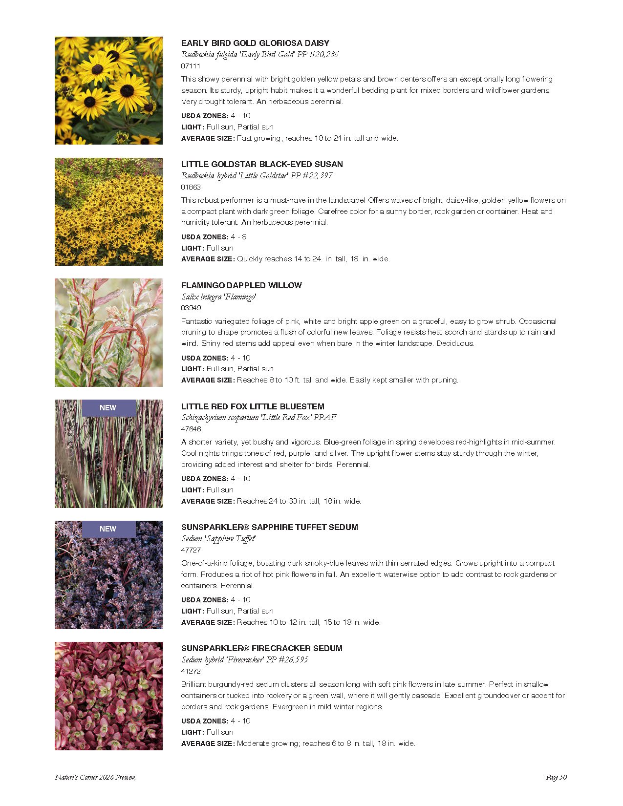 Collection of descriptions for various flowering plants, including Early Bird Gold Gloriosa Daisy, Little Goldstar Black-Eyed Susan, Flamingo Dappled Willow, Little Red Fox Little Bluestem, SunSparkler Sapphire Tuffet Sedum, and SunSparkler Firecrack