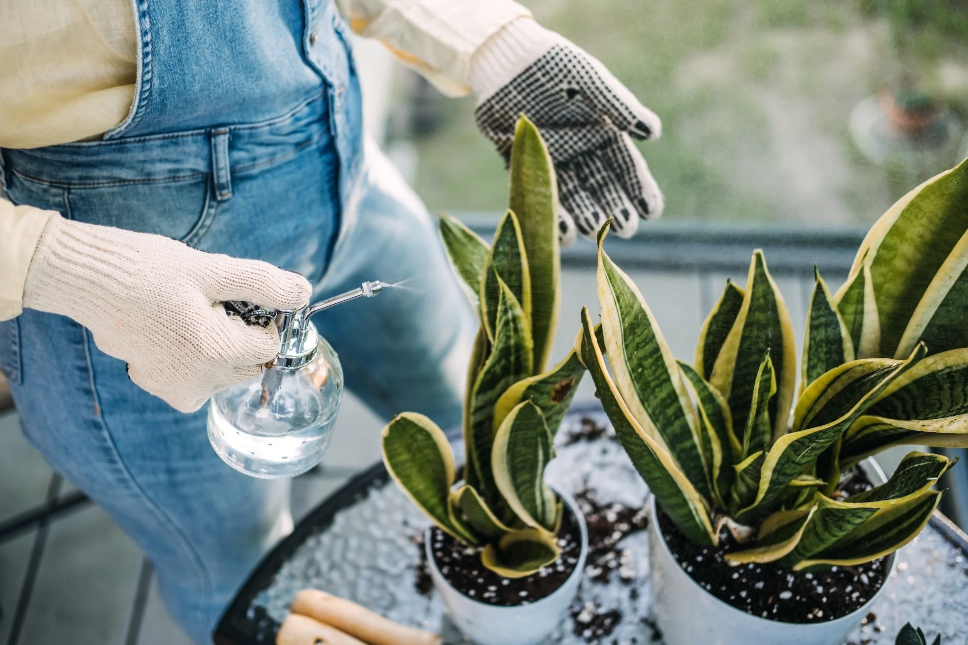 Person in denim overalls and gloves watering potted snake plants with a spray bottle.