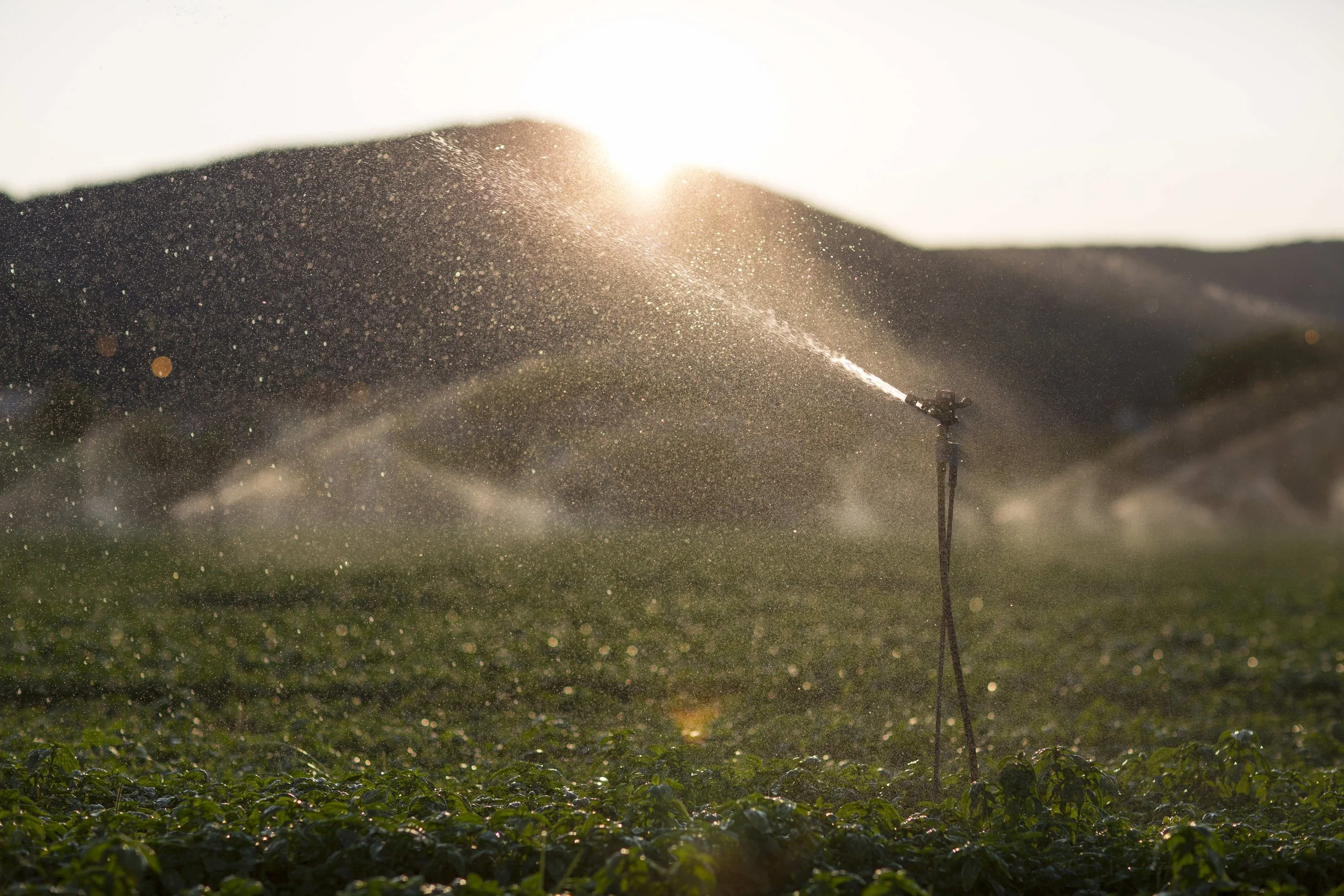 Sprinkler irrigating a green field at sunset with a hill in the background.