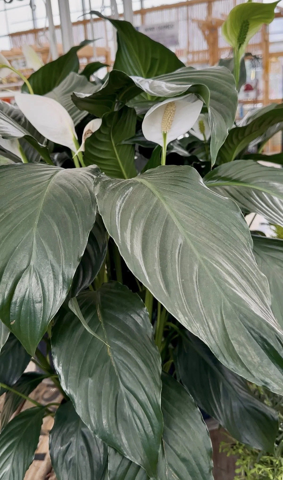 A peace lily plant with large green leaves and white flowers, located in an indoor space with shelves and windows in the background.