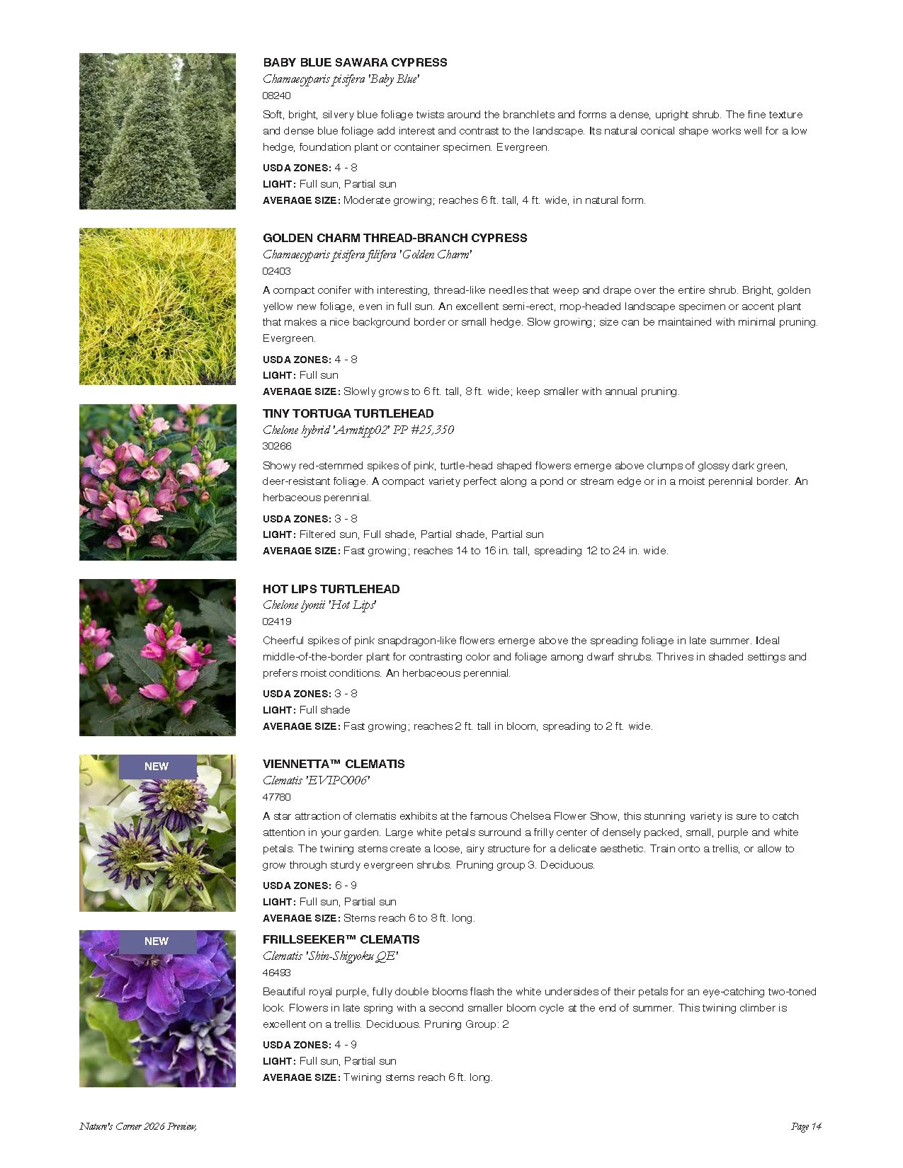 A botanical catalog page featuring various pine and conifer plant descriptions and images, including Baby Blue Sawara Cypress, Golden Charm Thread-Branch Cypress, Tiny Tortuga Turtlehead, Hot Lips Turtlehead, Viennetta™ Clematis, and Frills eeker™ Cl