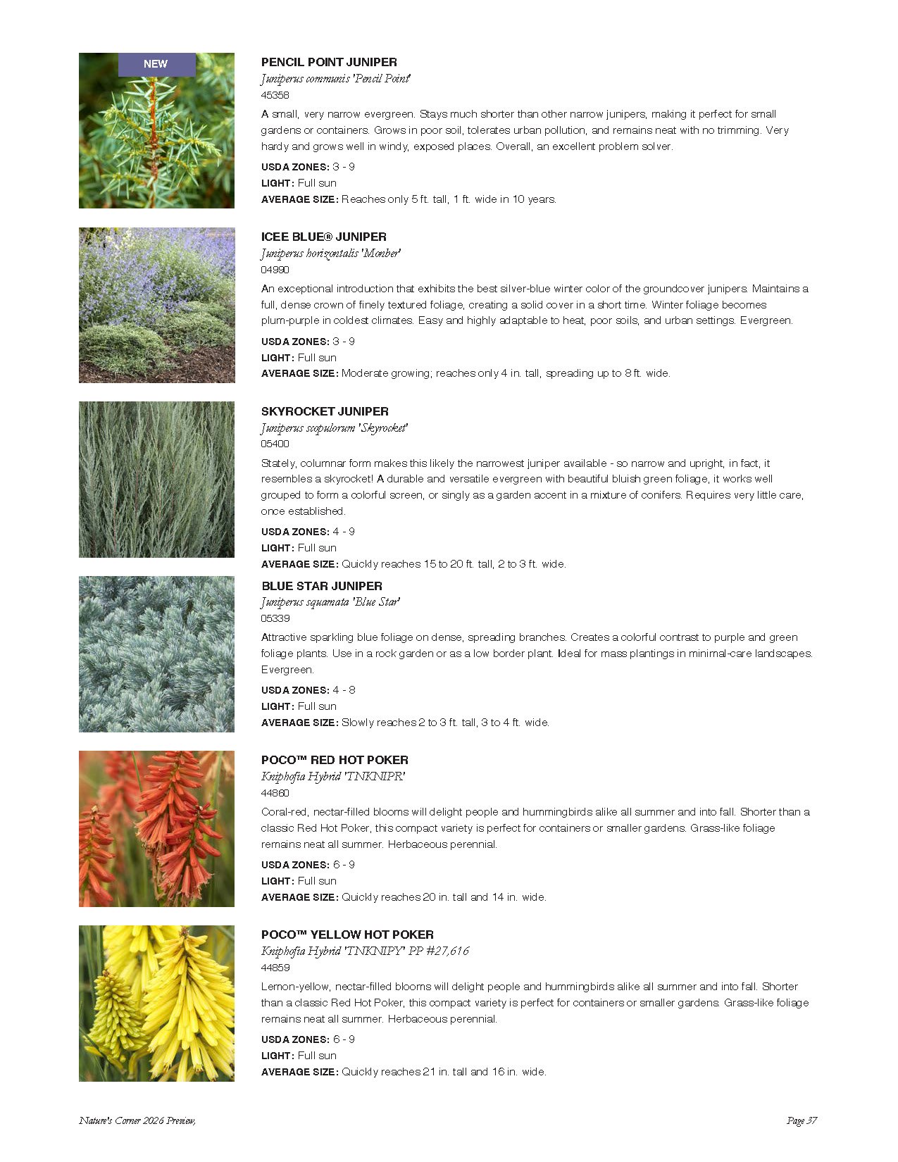 Guide to different juniper and pokeweed plants with descriptions, sizes, and care tips.