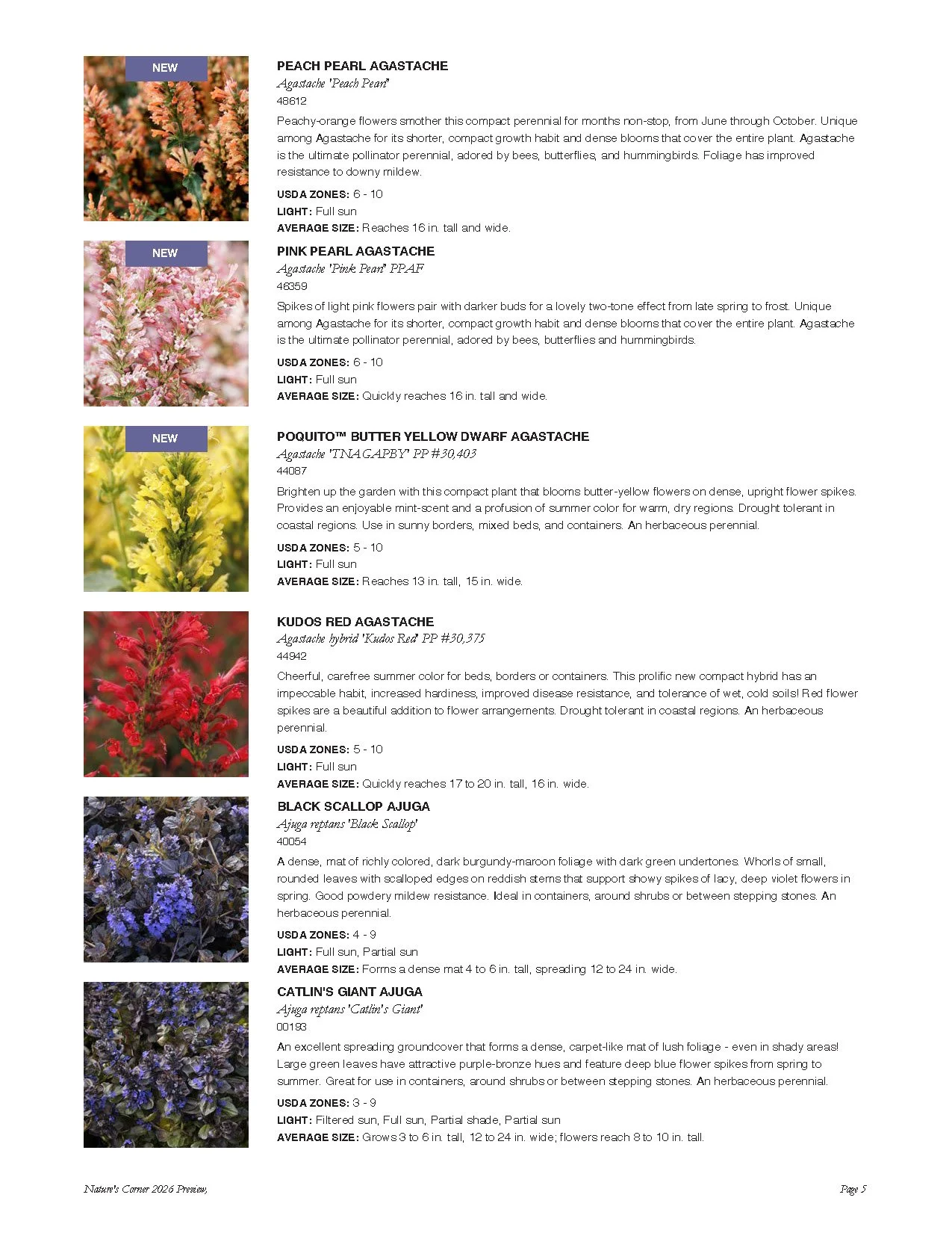 A page from a plant catalog featuring photographs and descriptions of various Agastache flowers, including Peach Pearl Agastache, Pink Pearl Agastache, Poquito Butter Yellow Dwarf Agastache, Kudos Red Agastache, Black Scallop Ajuga, and Catlin's Gian