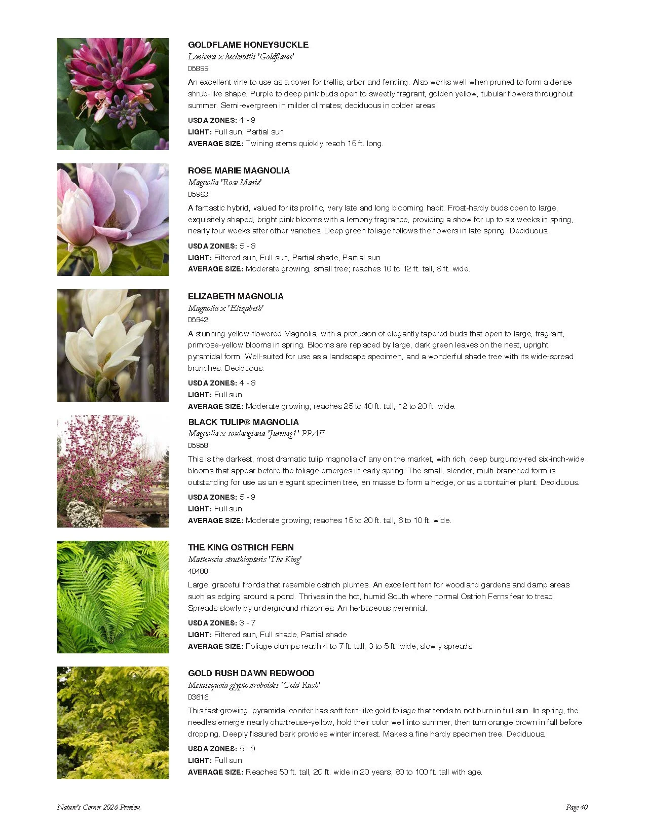 A page from a plant catalog displaying descriptions and images of various plants, including flowering trees, shrubs, and ferns.