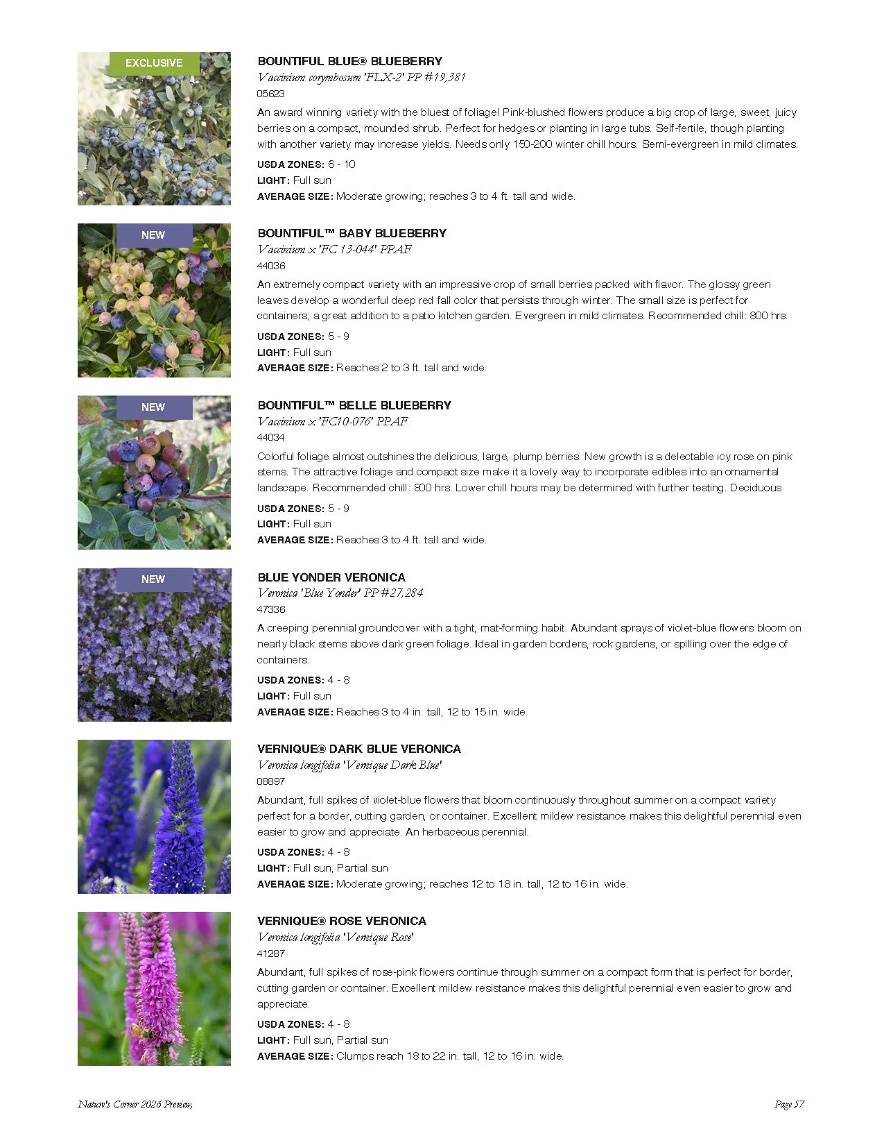 Page from a plant catalog featuring blueberry and Veronica plants with descriptions and images.