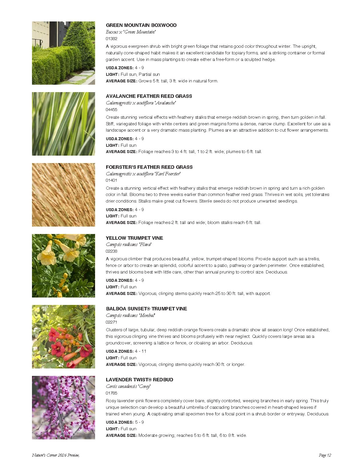 Page from a plant catalog featuring various plants with descriptions and images, including green mountain boxwood, avalanche feather reed grass, foerster's feather reed grass, yellow trumpet vine, balboa sunset trumpet vine, lavender twist® redbud, w