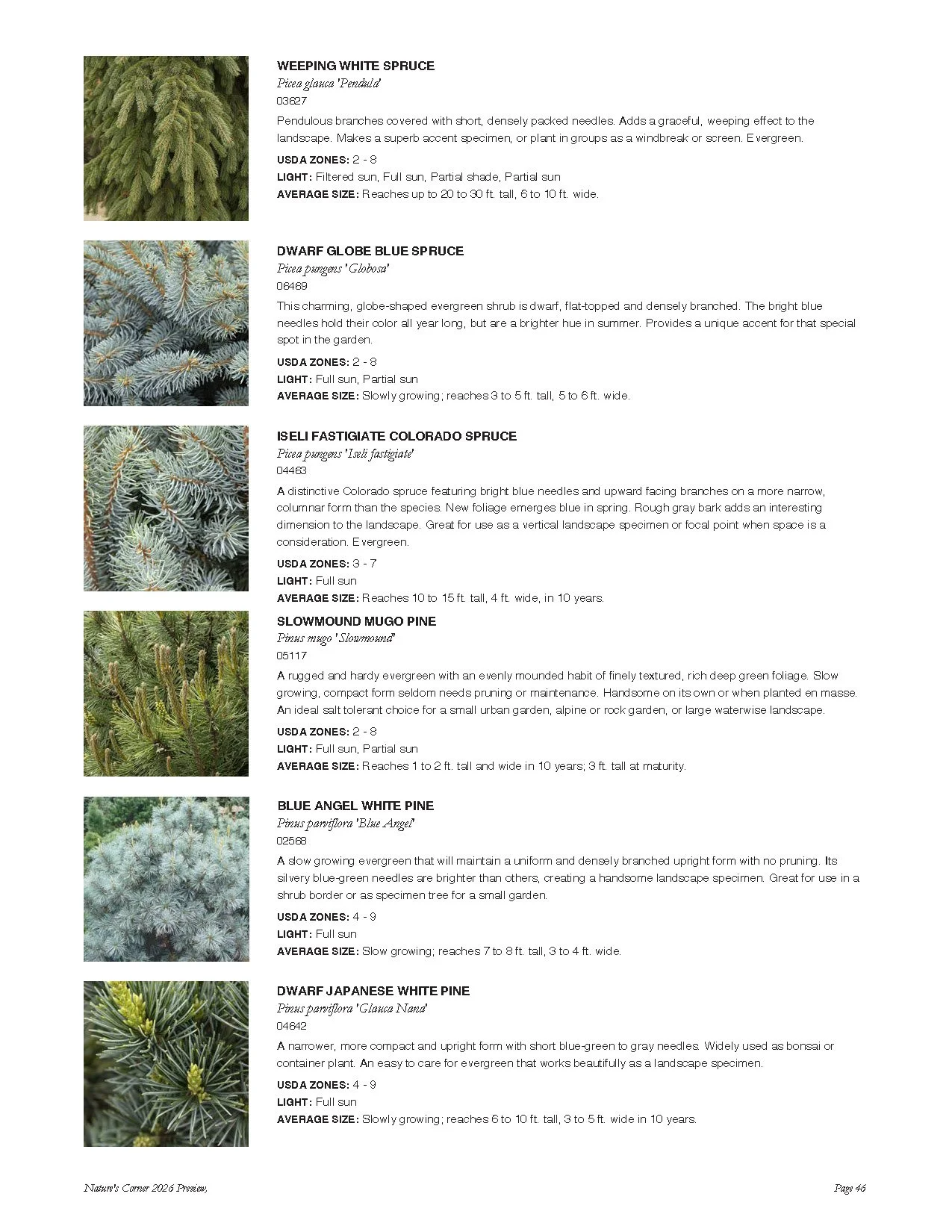 A page from a plant catalog featuring images and descriptions of various evergreen tree and shrub species, including weeping white spruce, dwarf globe blue spruce, Iseli fastigate Colorado spruce, slowmound Mugo pine, blue angel white pine, and dwarf
