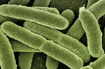 Close-up of green bacteria or bacteria-like microorganisms.