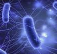 Magnified view of bacteria or bacteria-like microorganisms with a blue background.