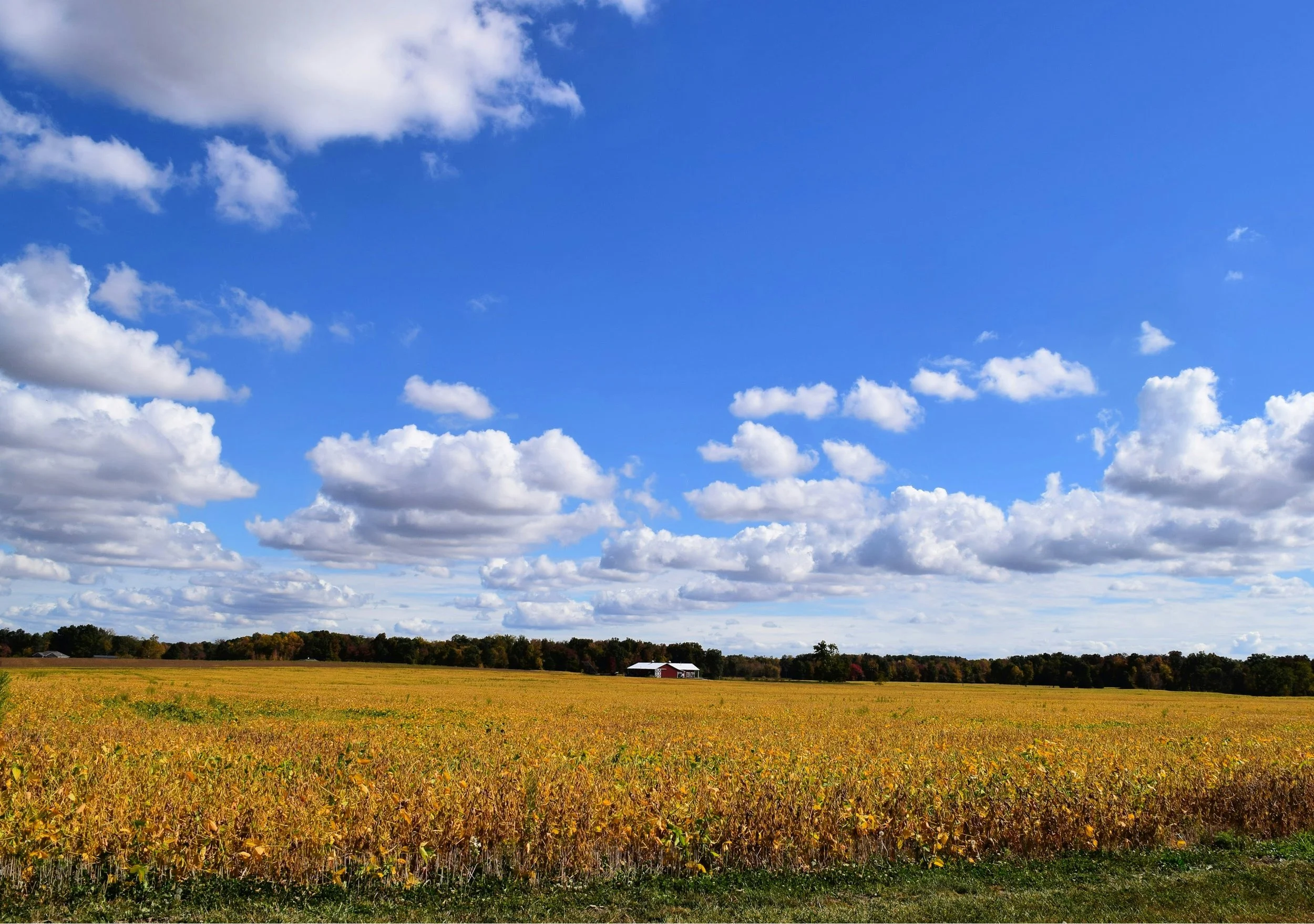 rural indiana bean field with blue sky
