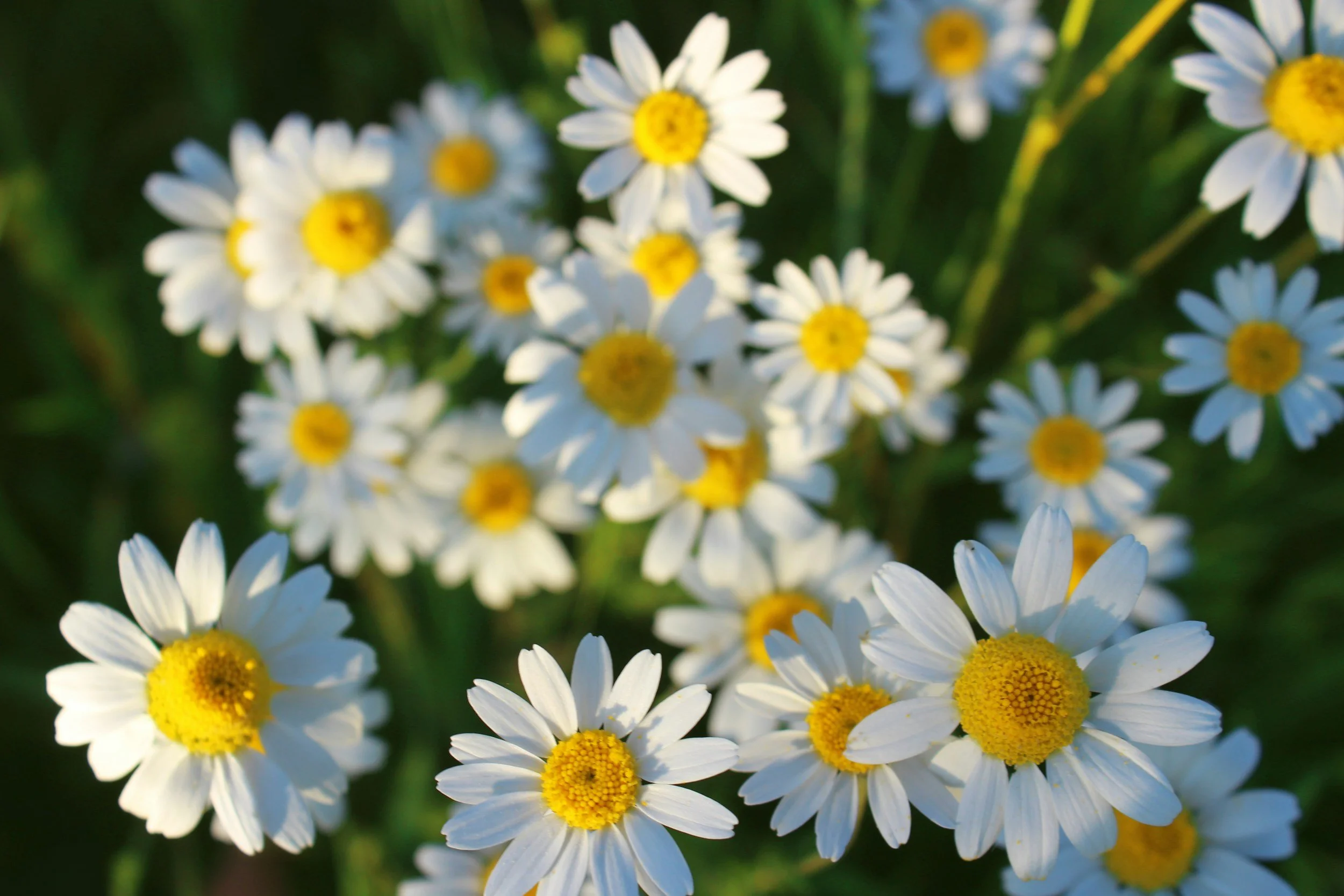 Close-up of white daisies with yellow centers blooming in a green field.