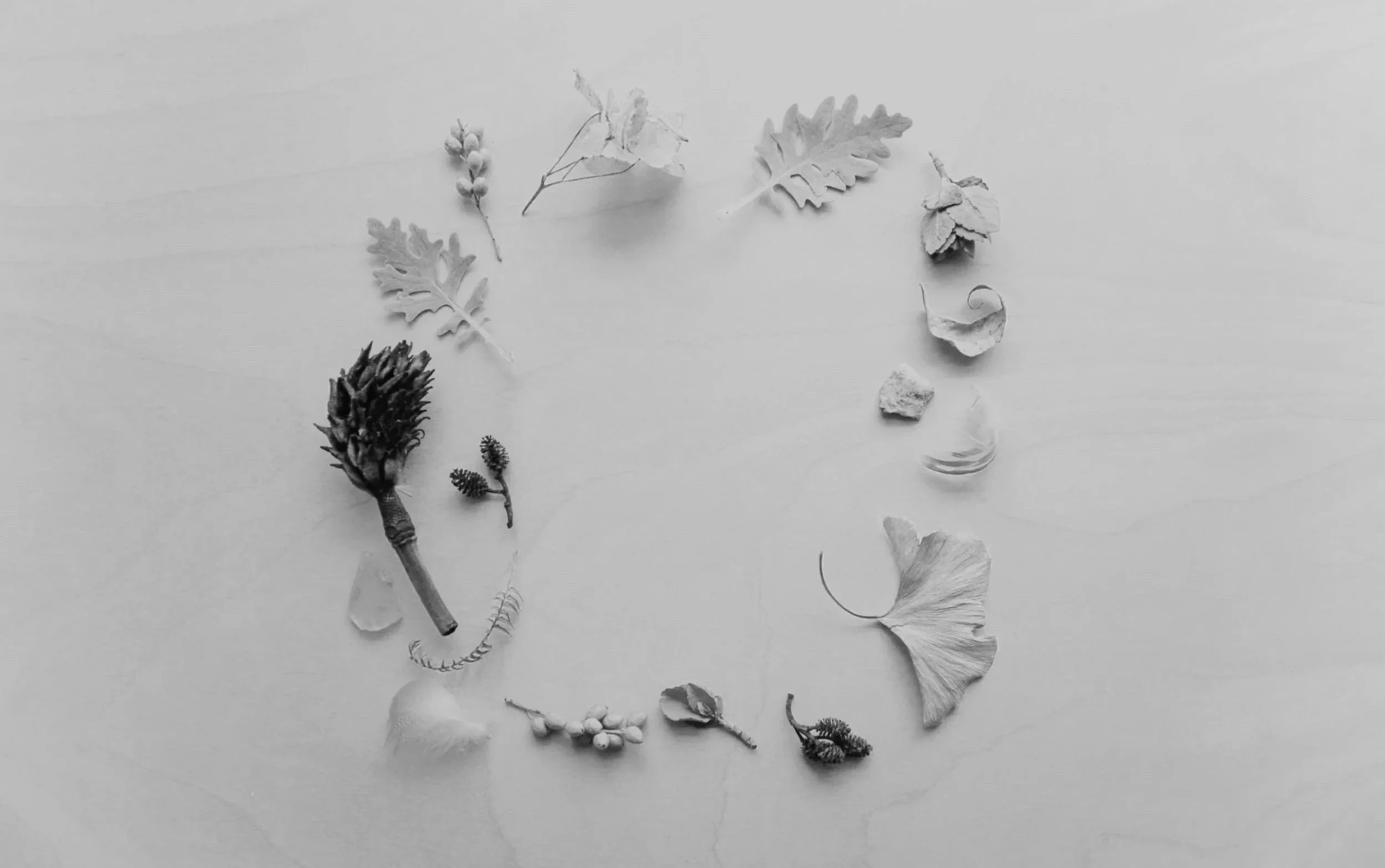A circular arrangement of various dried natural objects including leaves, pinecone, seed pods, and flower remnants on a plain light-colored surface.
