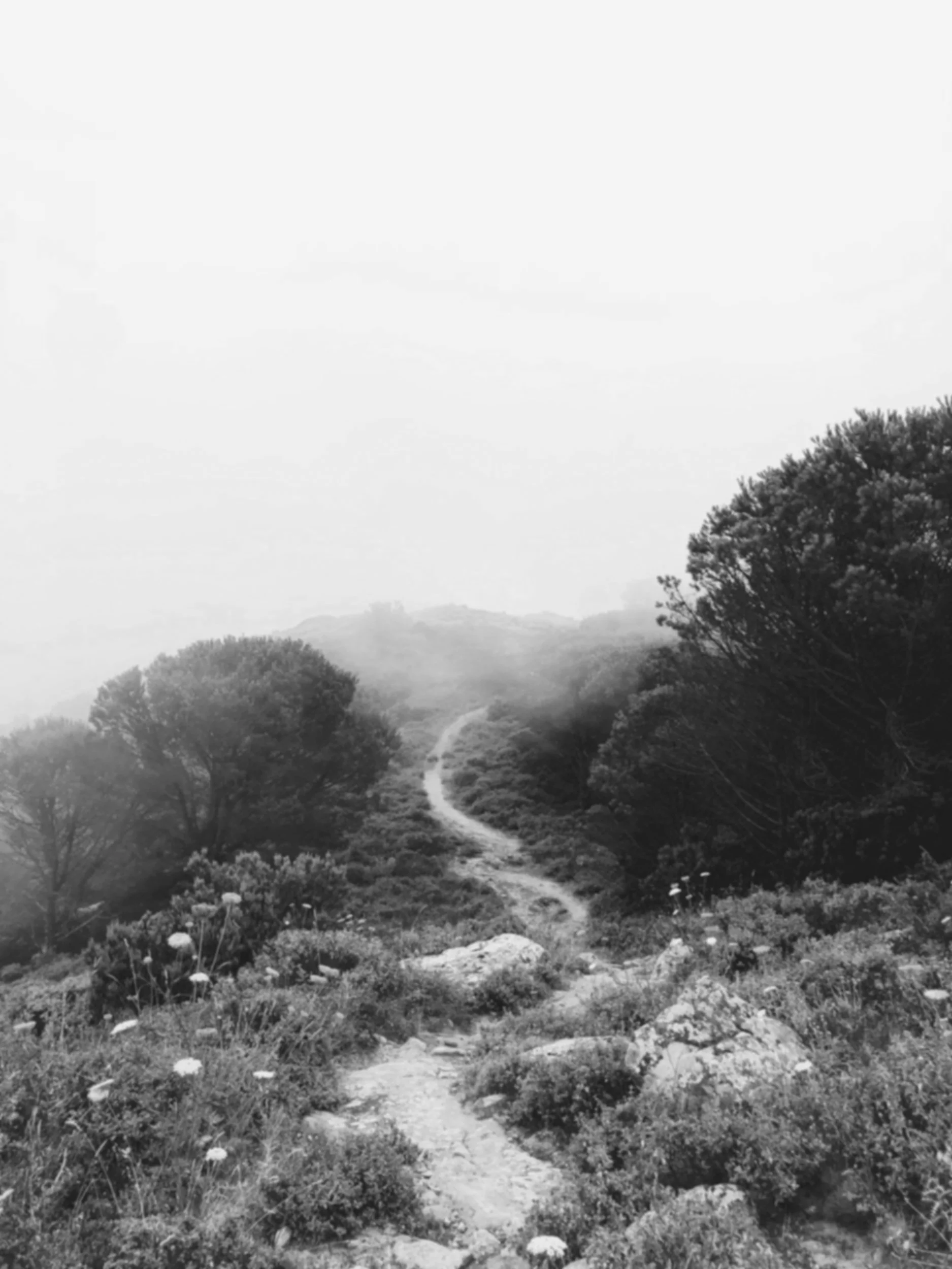 A black and white photo of a winding trail through a misty, hilly landscape with trees and vegetation.