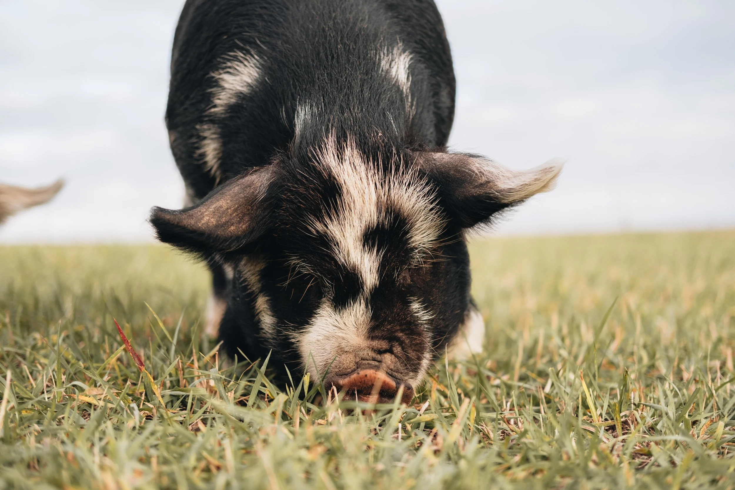 A piglet with black and white fur grazing on grass in an open field.