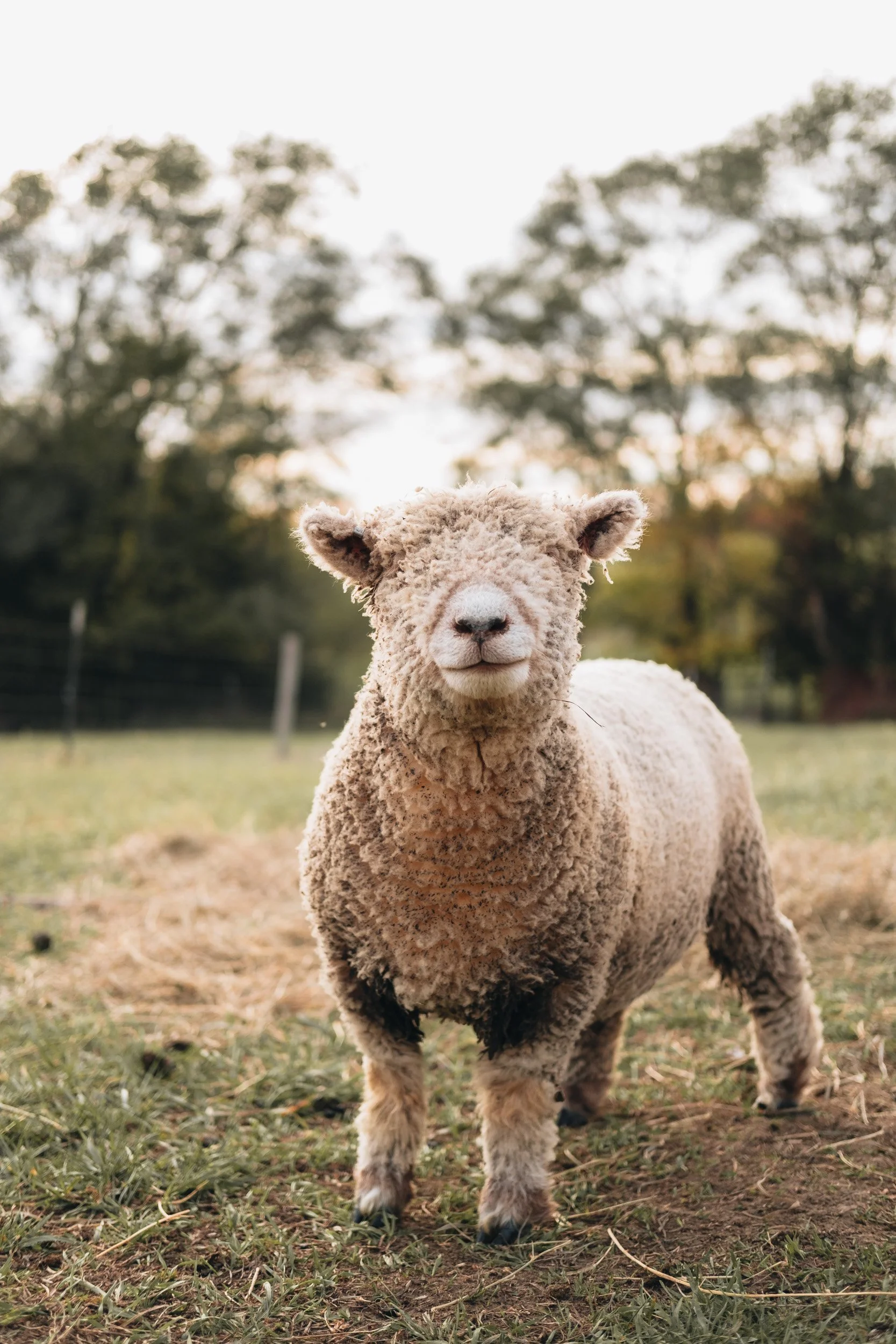 A sheep standing on grass in a field during sunset with trees in the background.