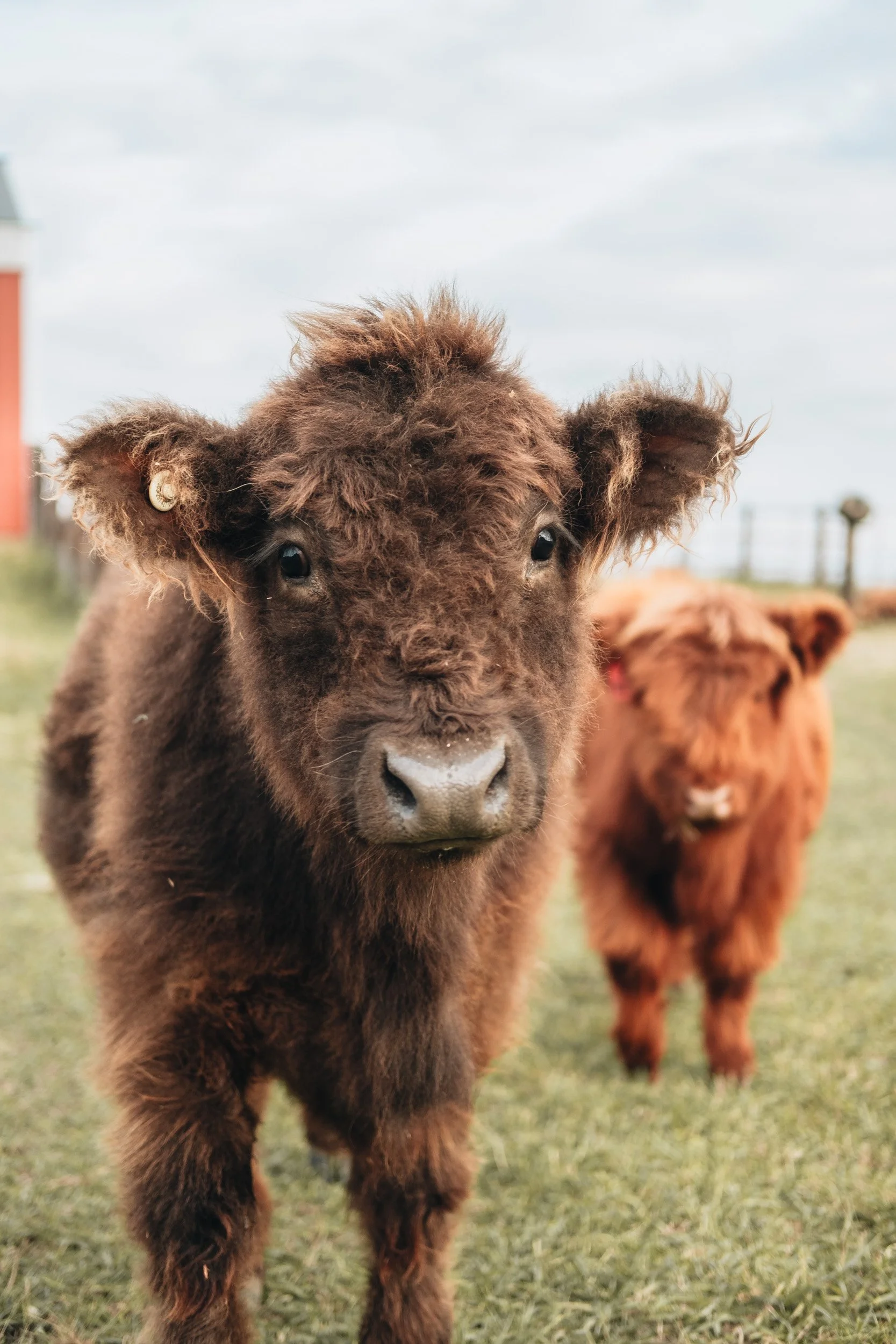 Close-up of a young buffalo with dark brown, curly fur and large eyes, standing on grass with another buffalo in the background.