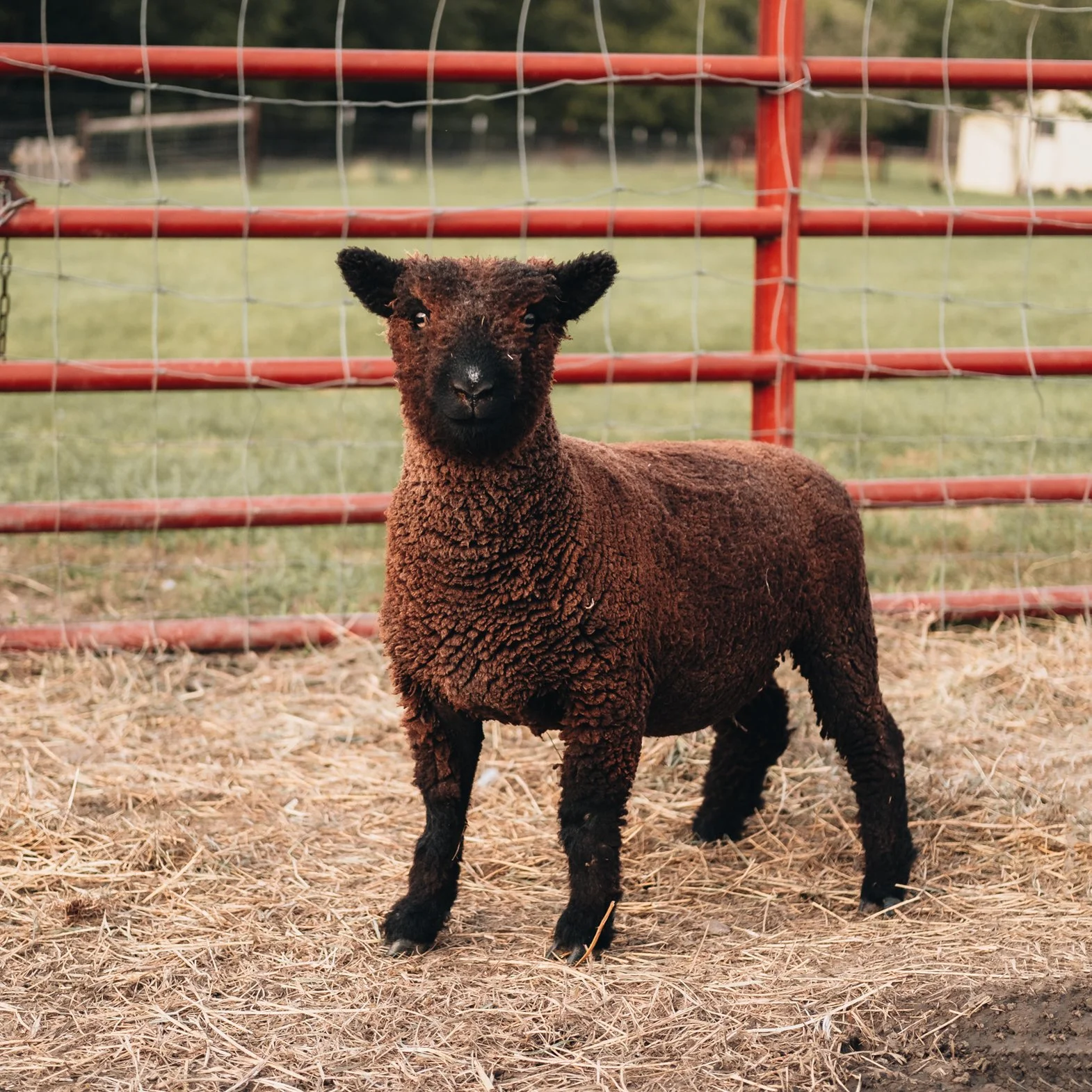 A black-faced lamb with brown wool standing on dirt ground in front of a red metal fence.