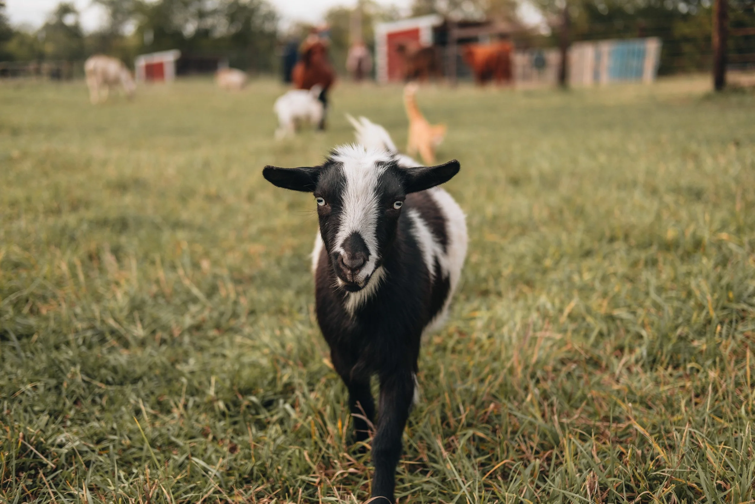 A black and white goat walking towards the camera in a grassy field with other animals and a person in the background.
